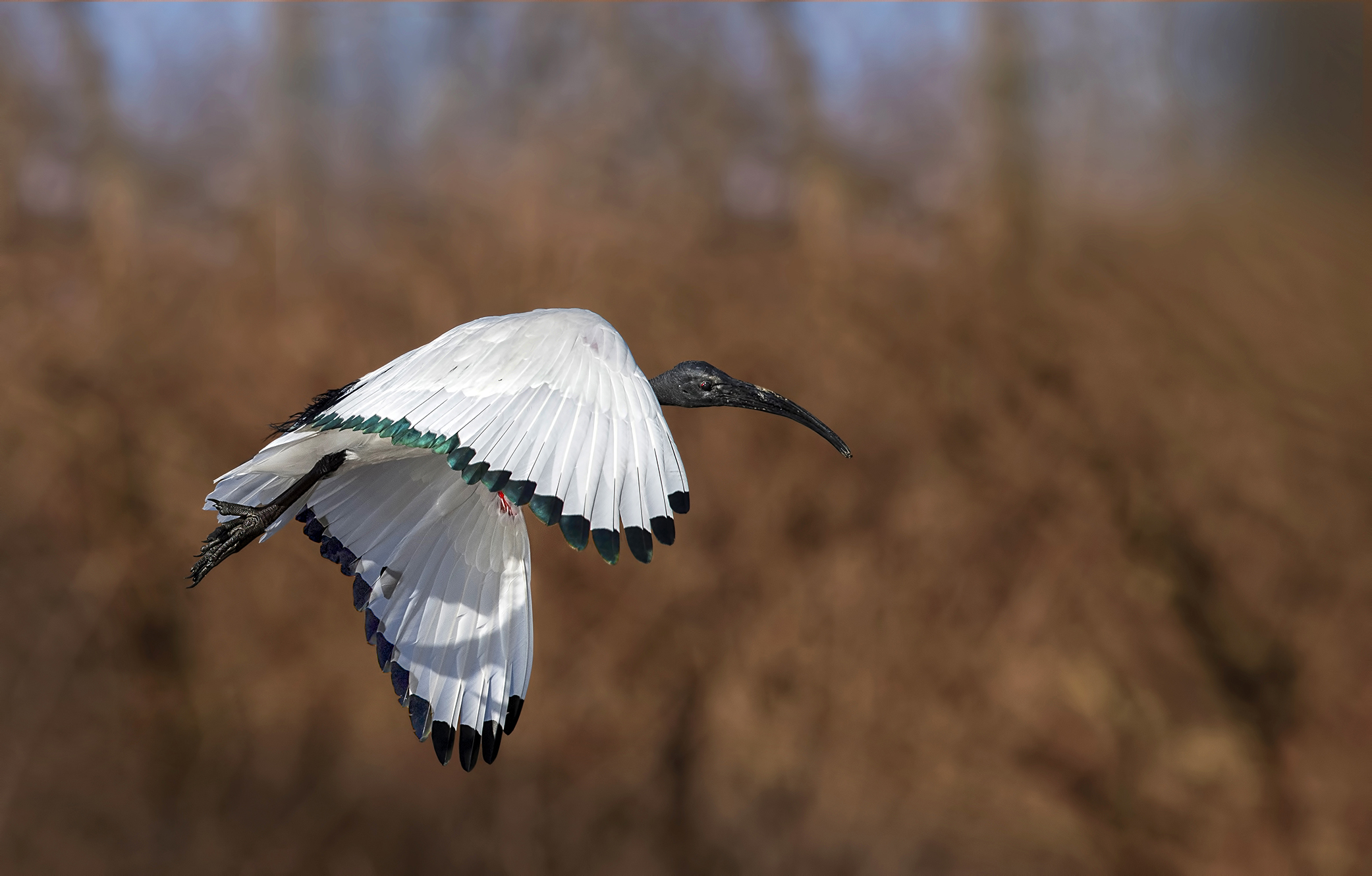 Sacred Ibis