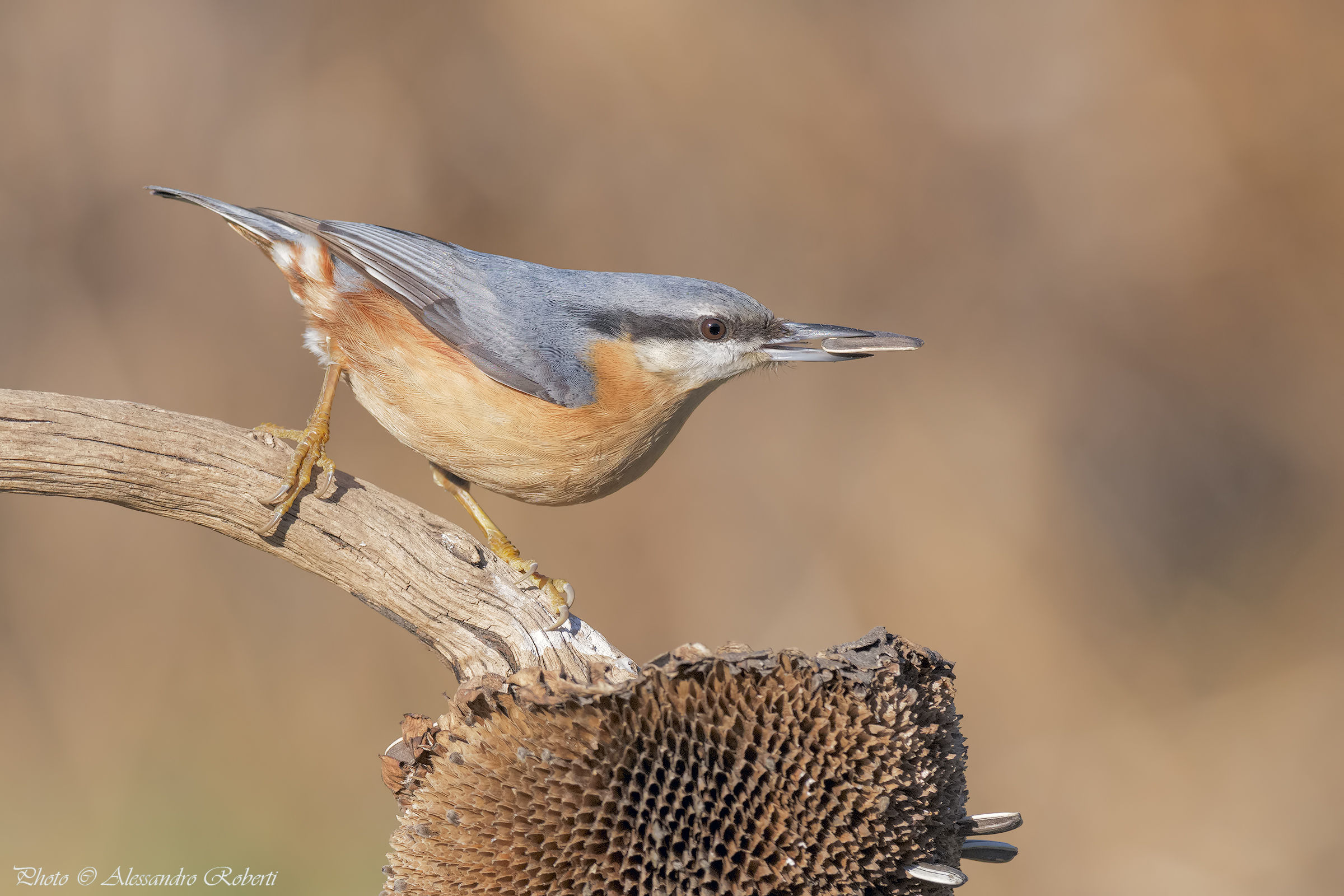 Nuthatch