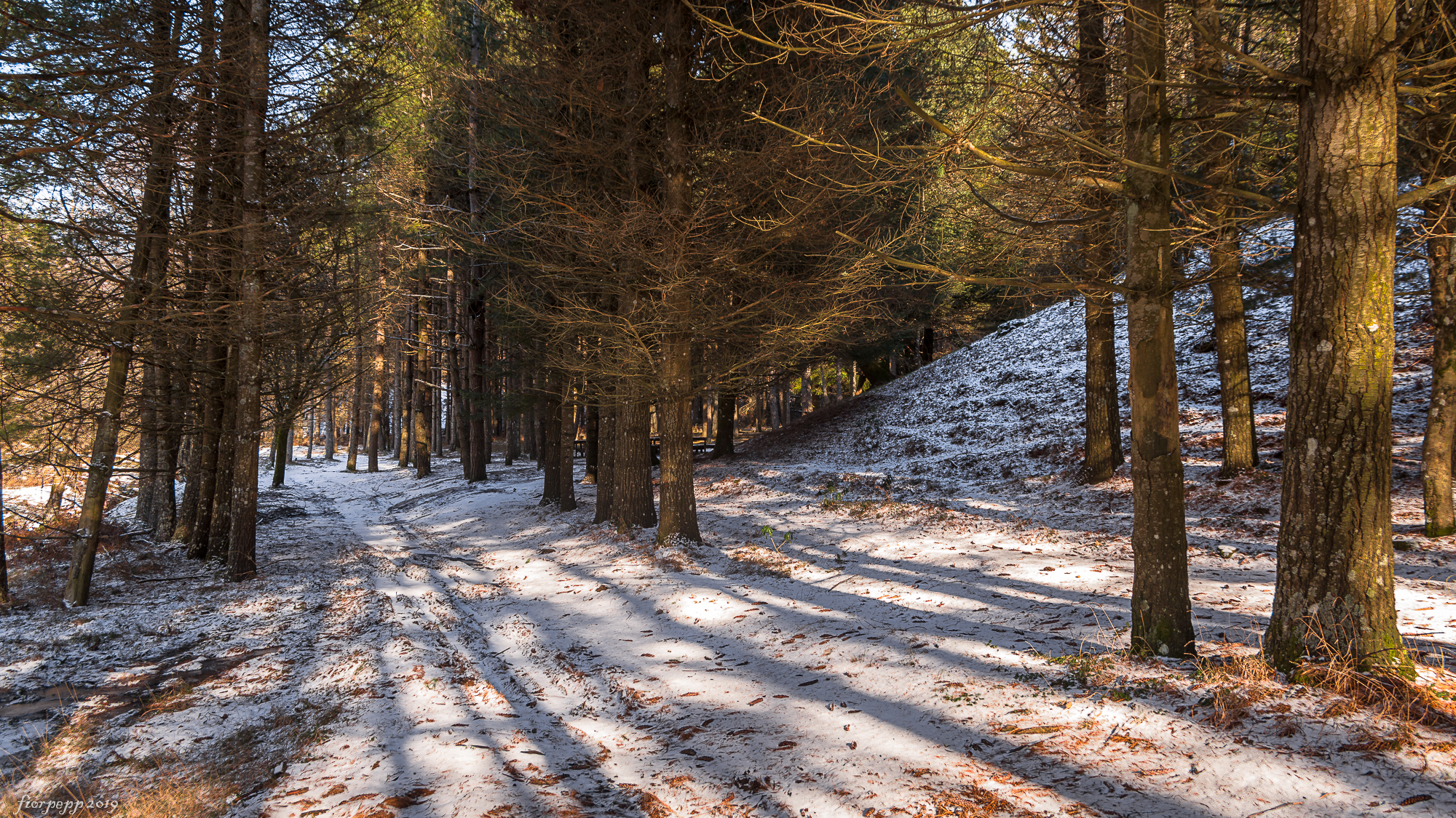 Forest Grimaldi (CS)