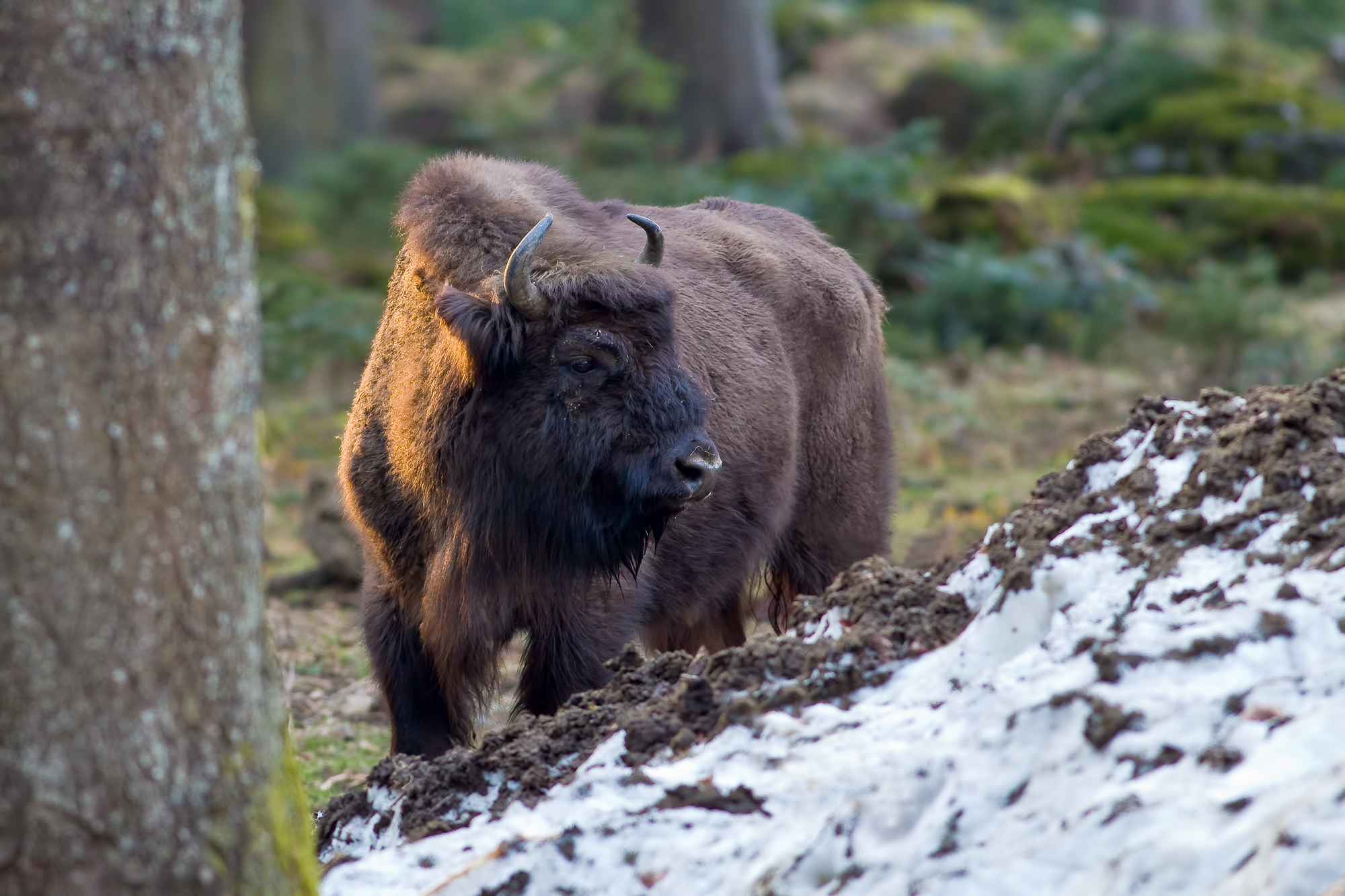 European bison