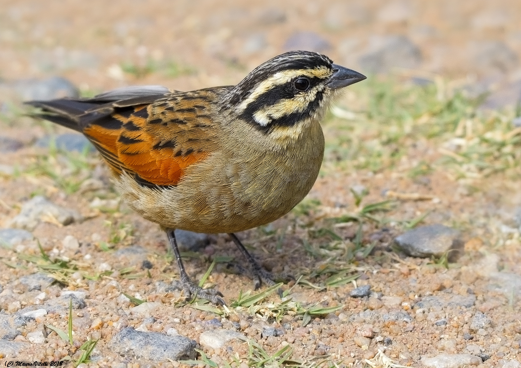 Cape Bunting (Emberiza capensis) Sudafrica 2000m