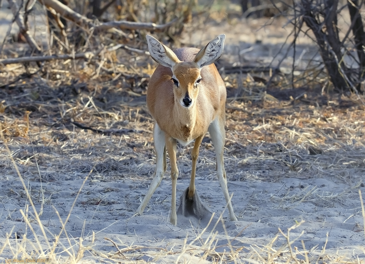 Raficero campestre (Central Kalahari)
