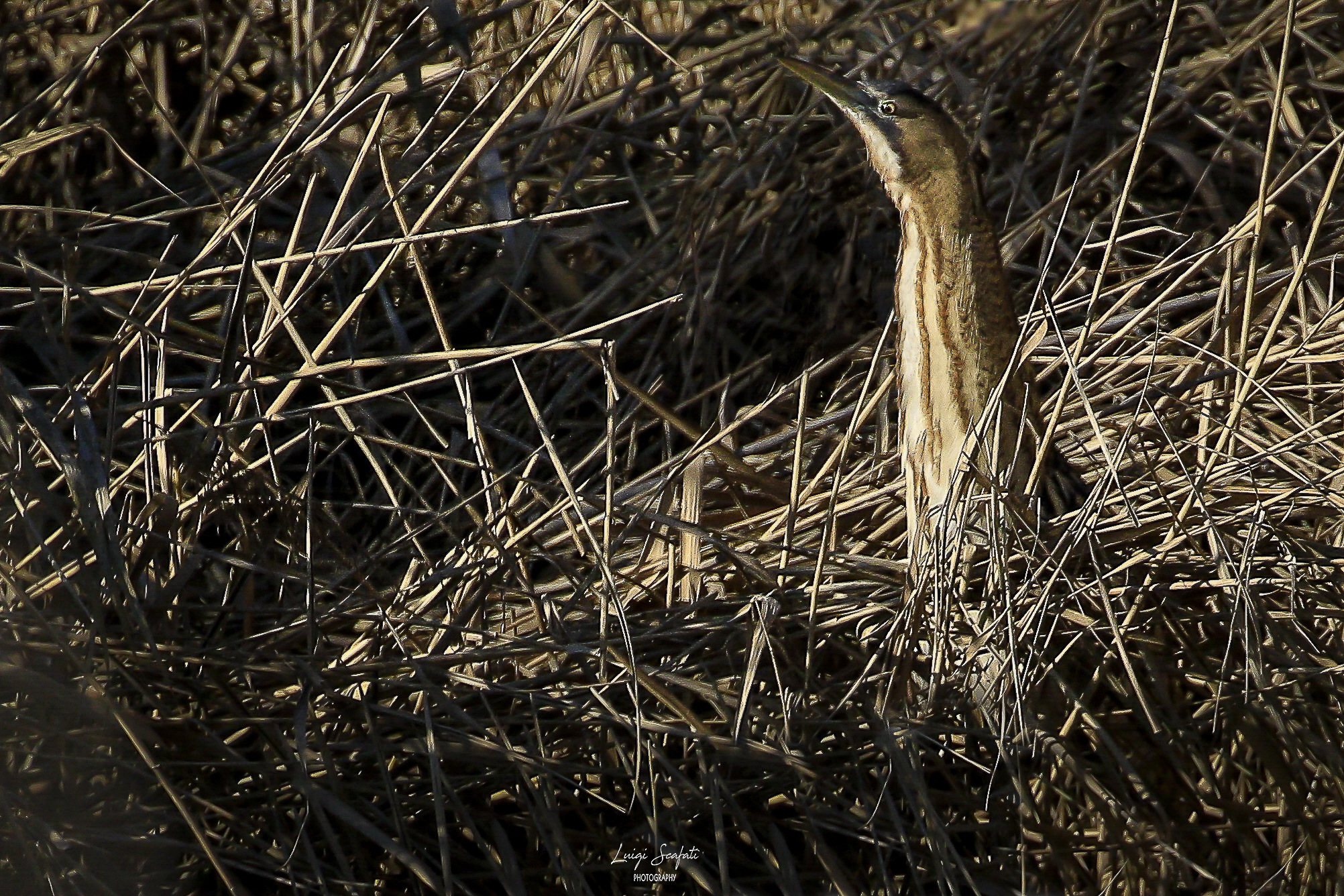 Bittern