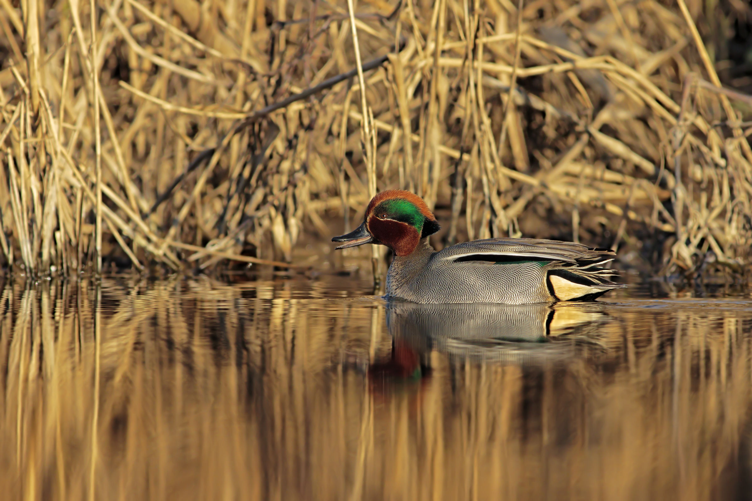 Wild Teal