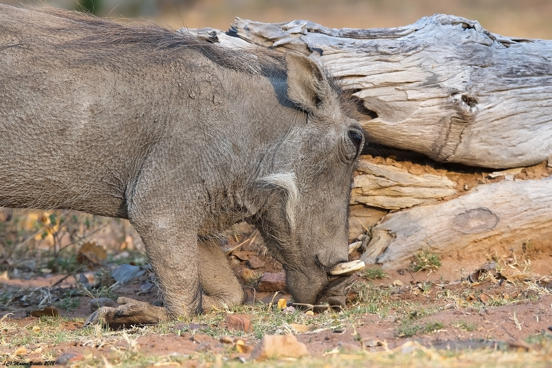 La genuflessione del Facocero (Sudafrica)