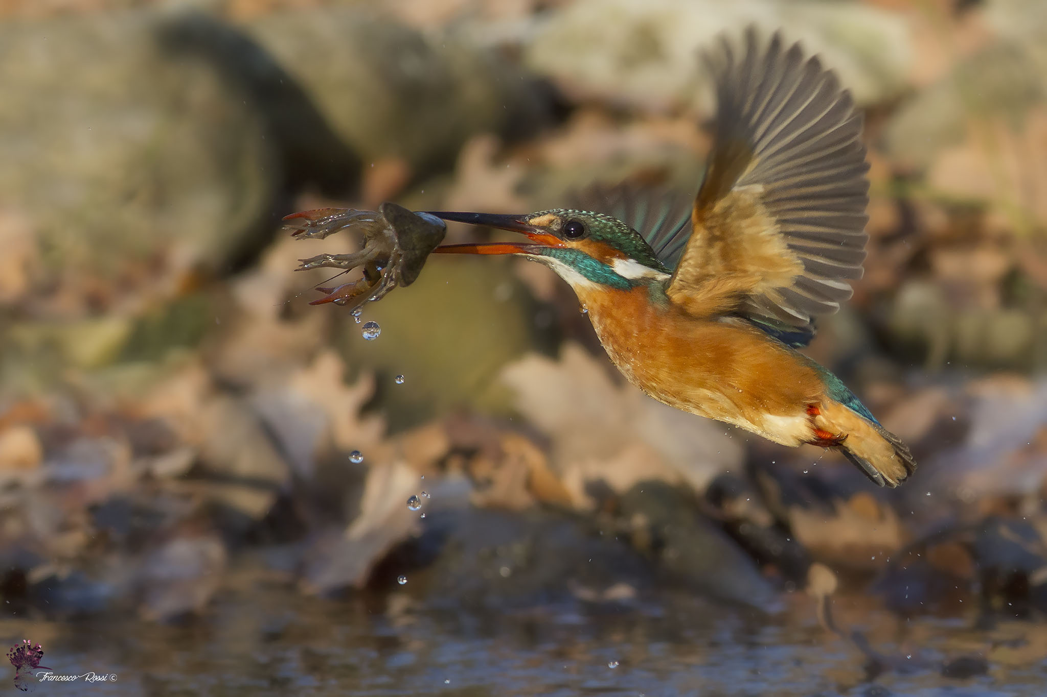 Kingfisher in Emergence