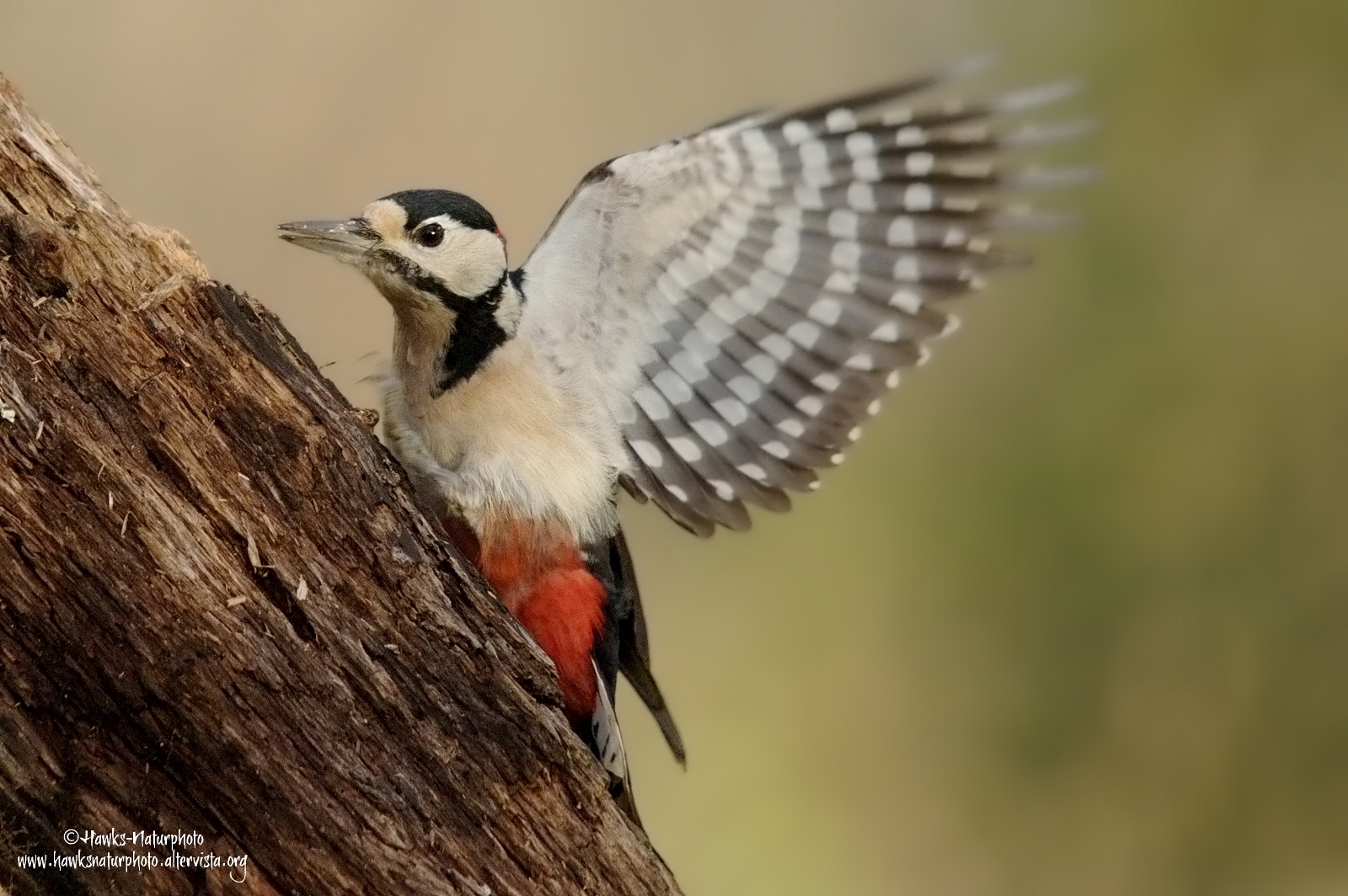 The landing of the woodpecker