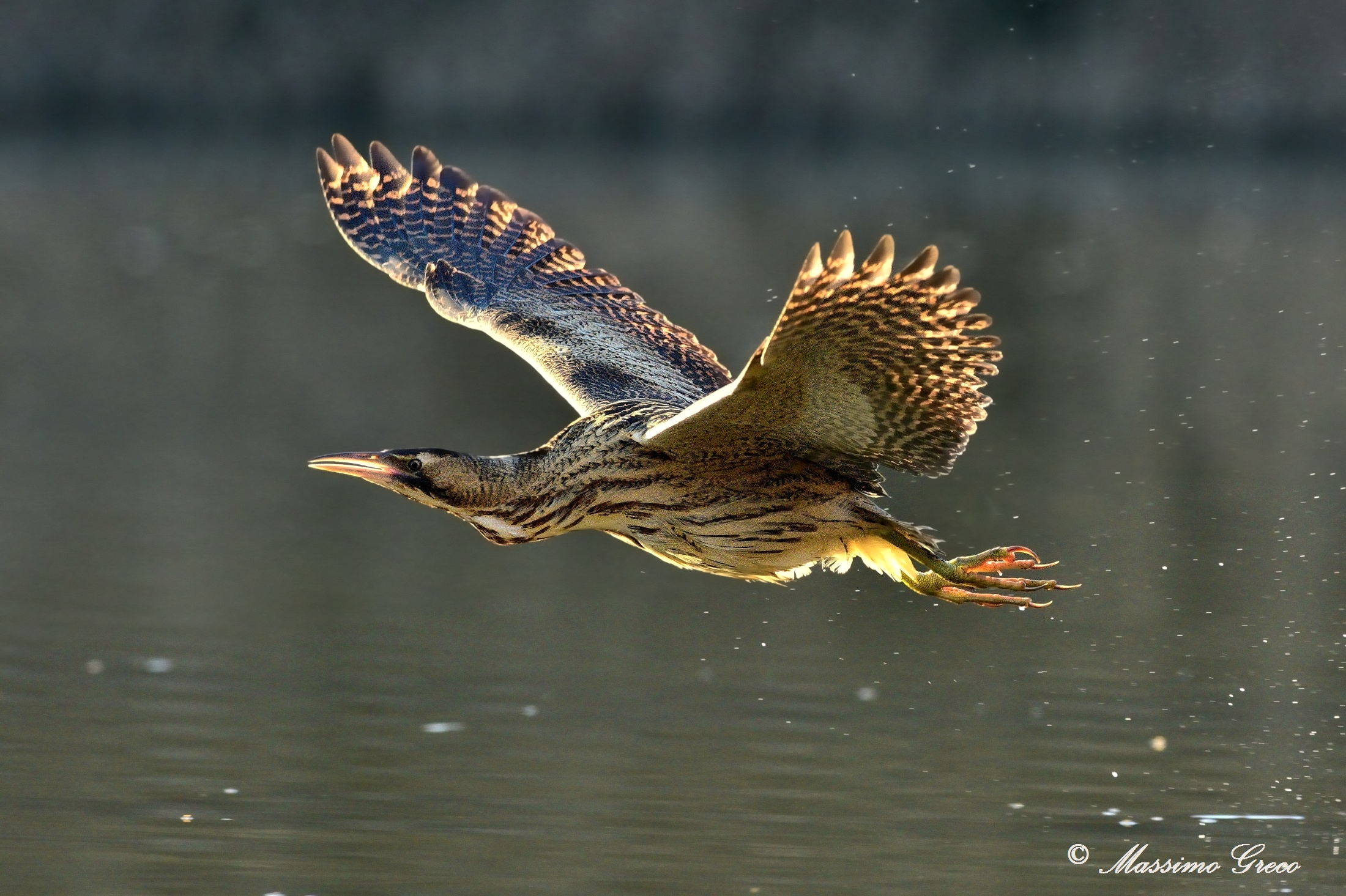 Tarabuso (Botaurus stellaris)