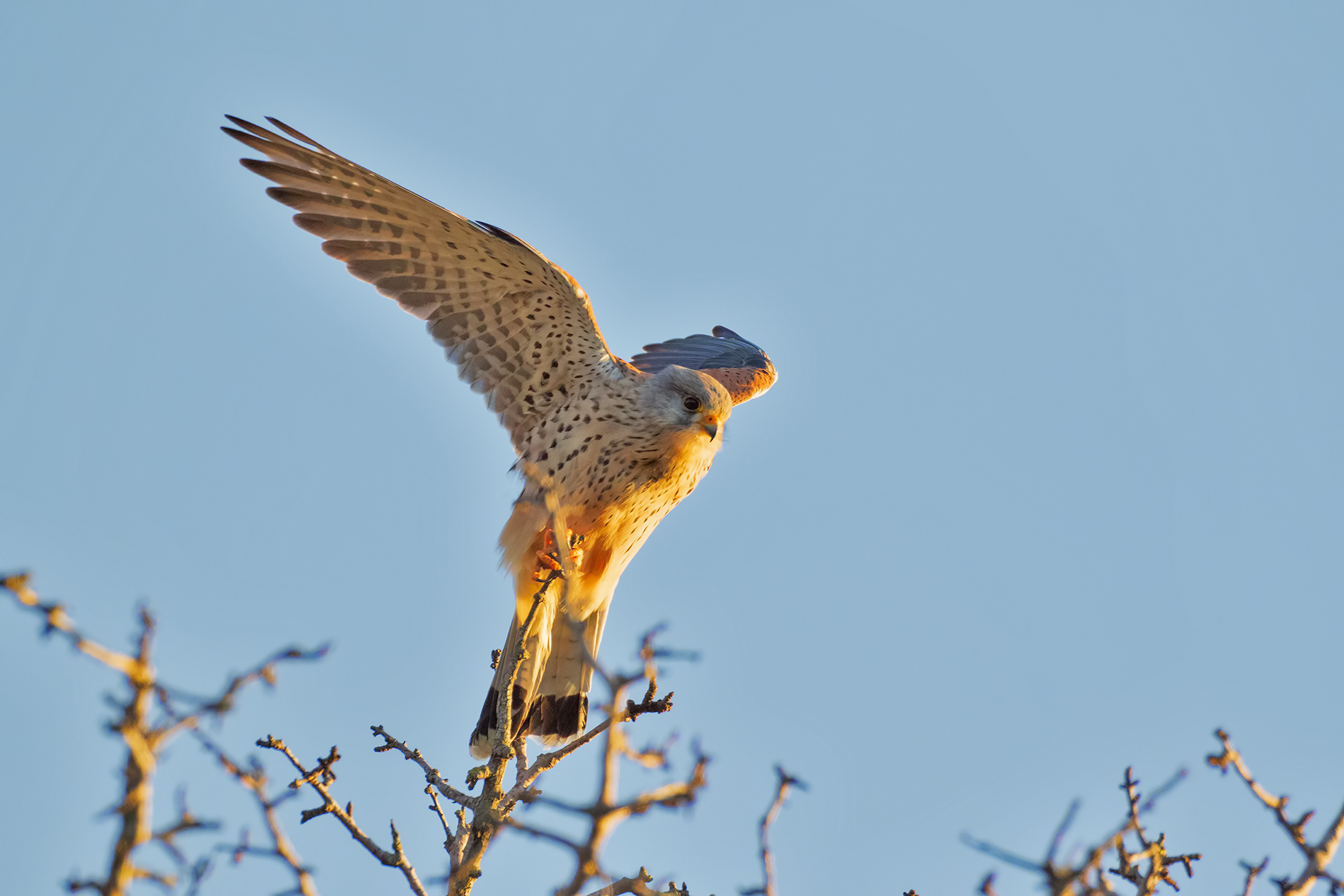 Patency (Kestrel)