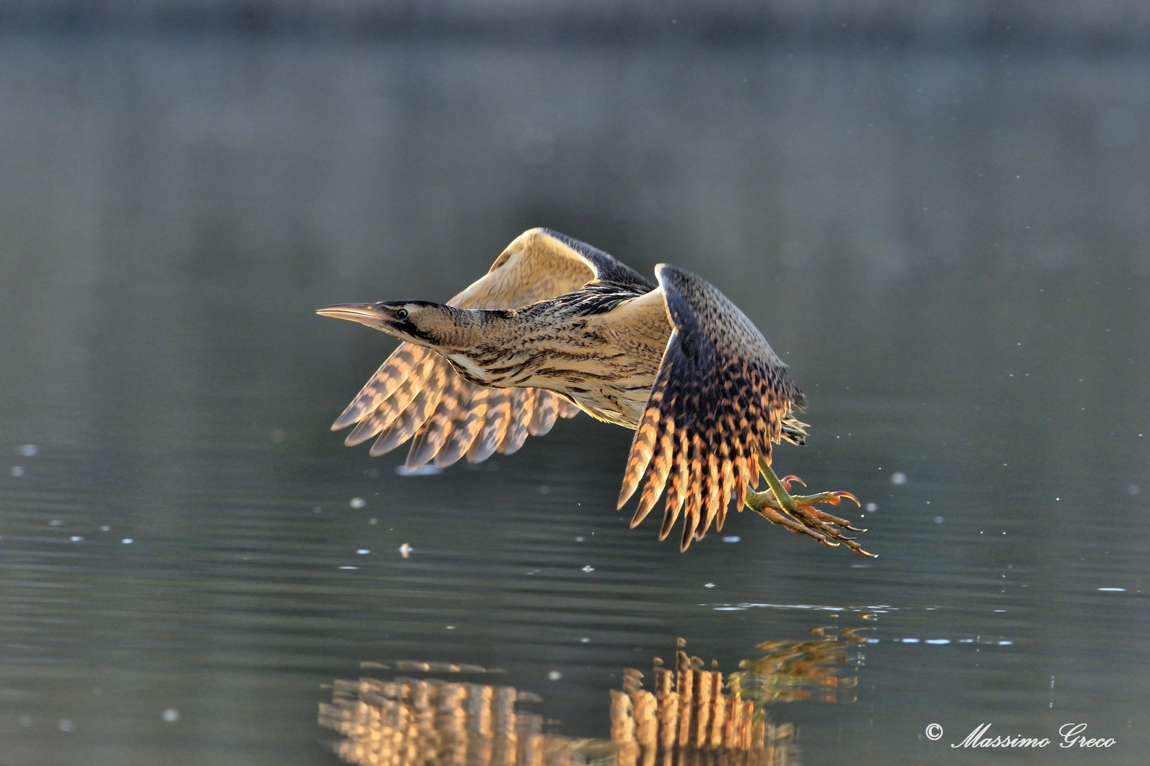 Incontro al sole pomeridiano- Botaurus stellaris