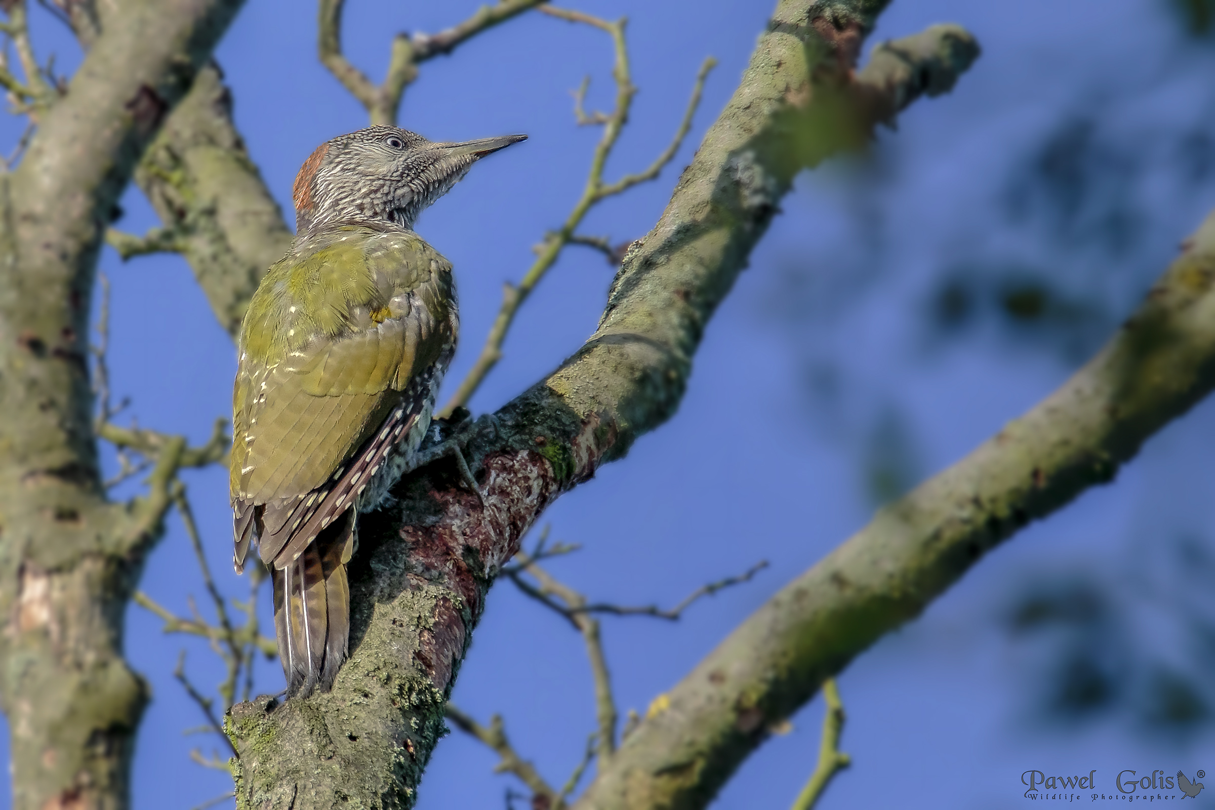 European green woodpecker (Picus viridis)
