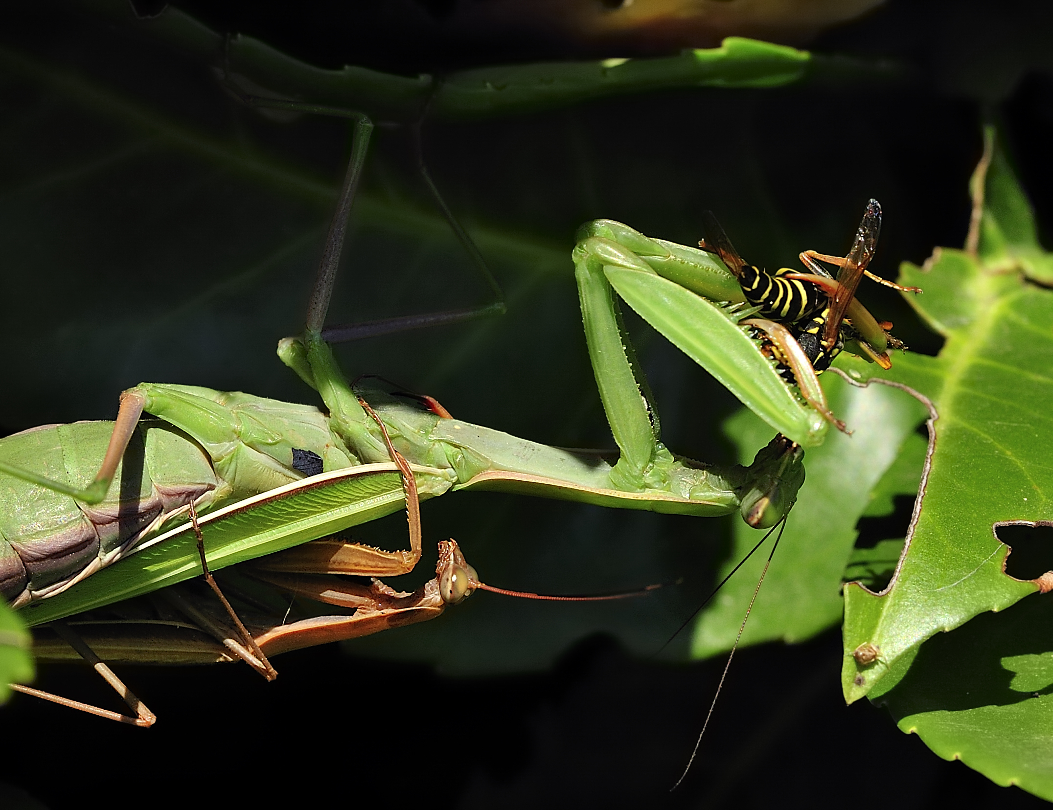 intanto mi faccio uno spuntino