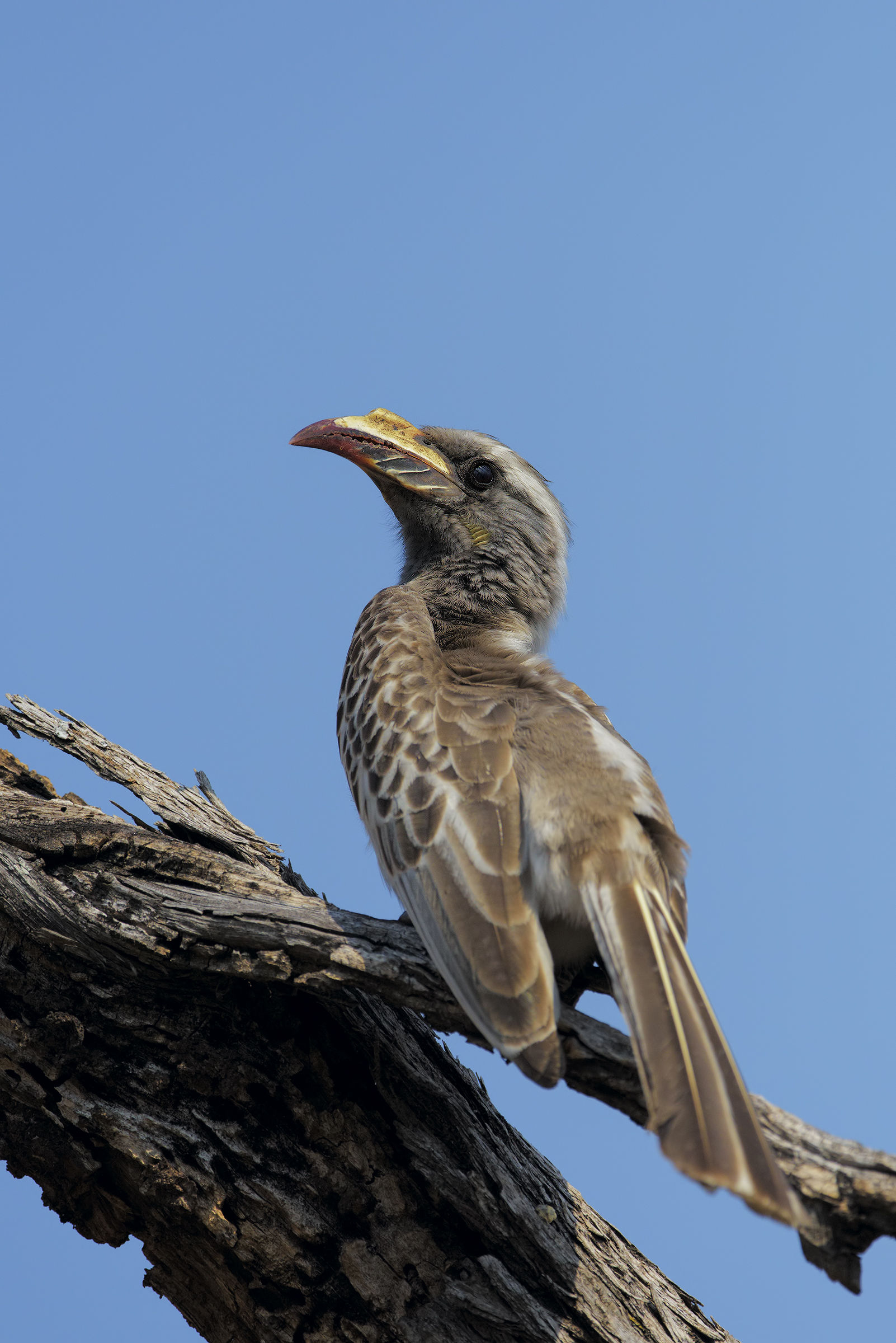 La Principessa Grigia