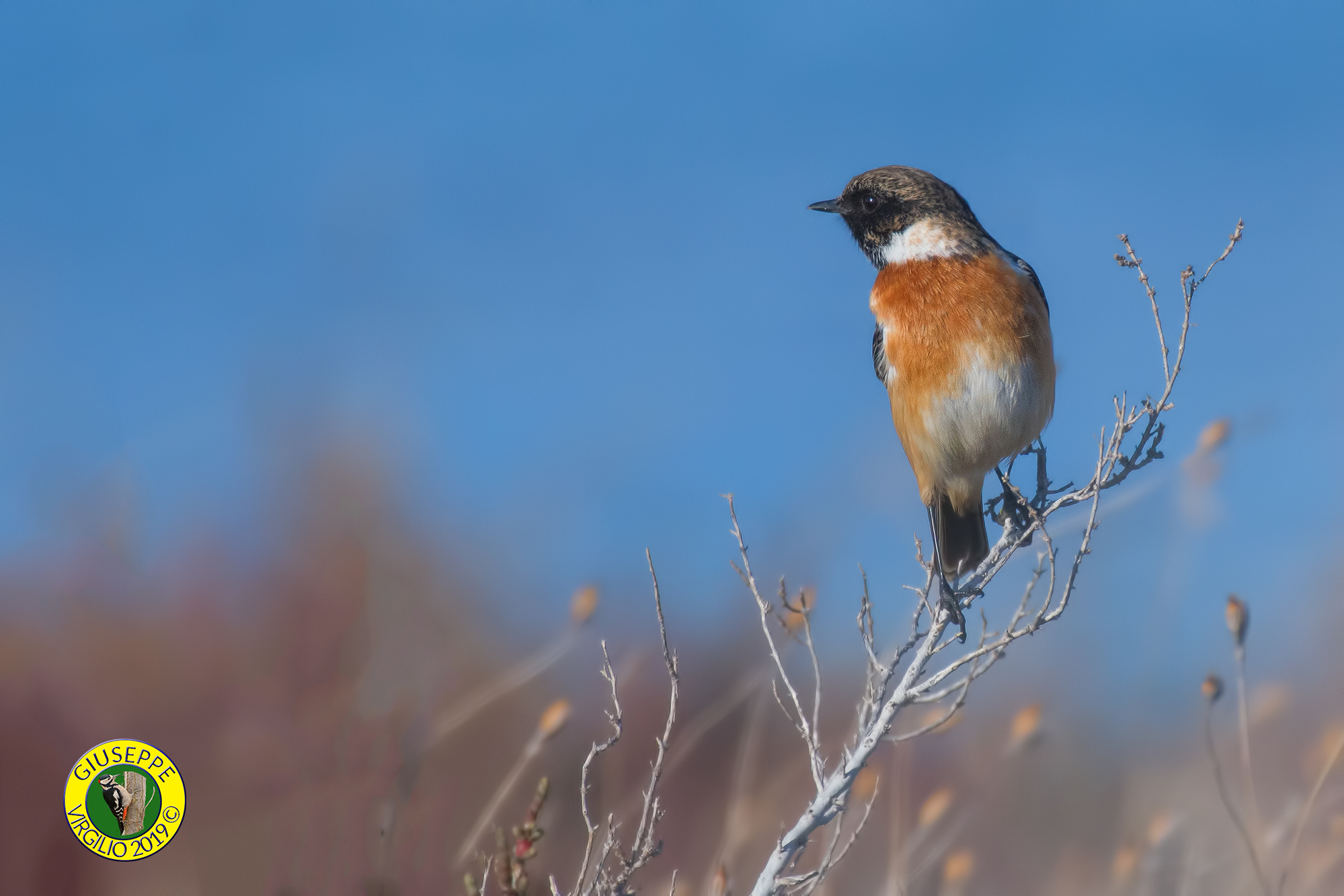 Saltimpalo Maschio (Centro Sardegna 2019)