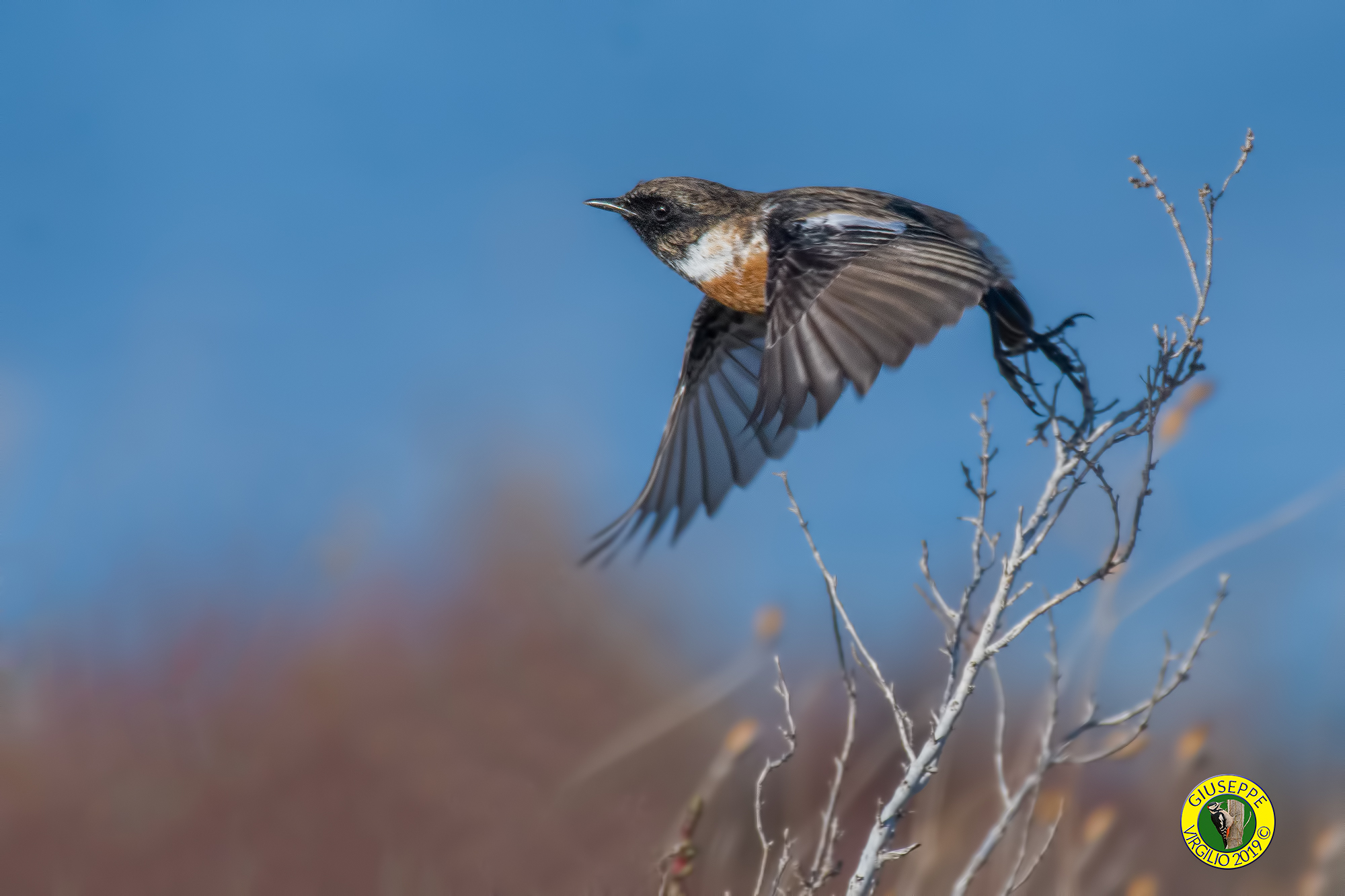 Saltimpalo Maschio (Centro Sardegna 2019)