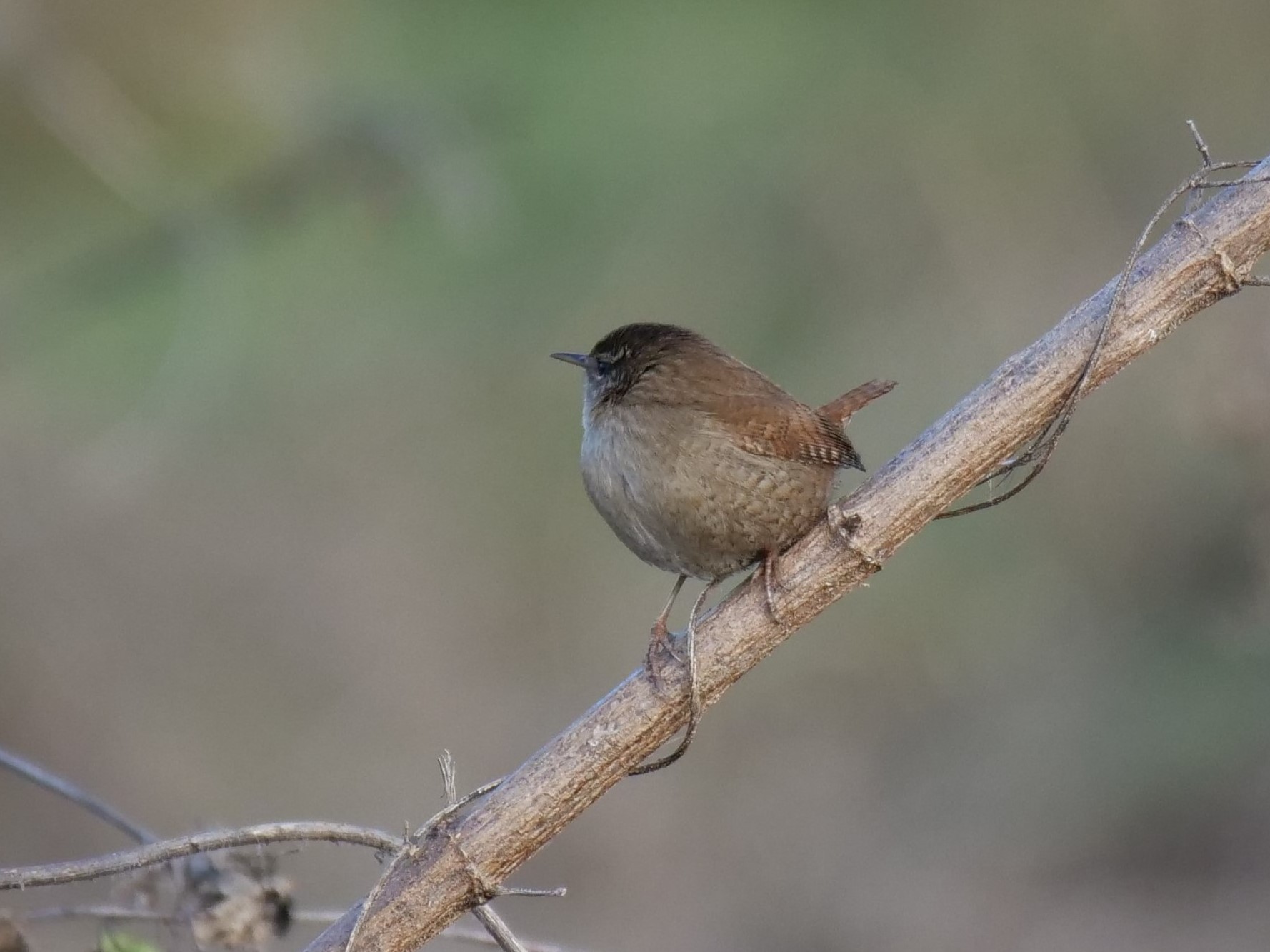 Scricciolo (Troglodytes troglodytes)