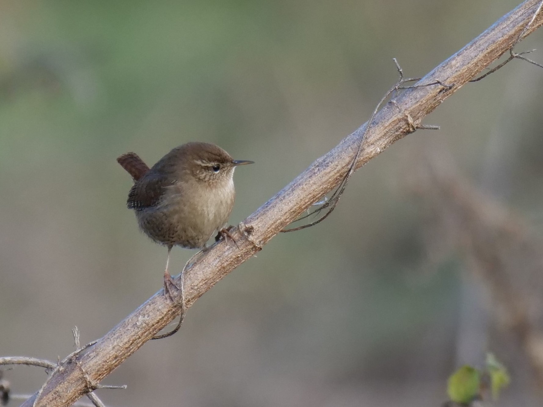 Scricciolo (Troglodytes troglodytes)