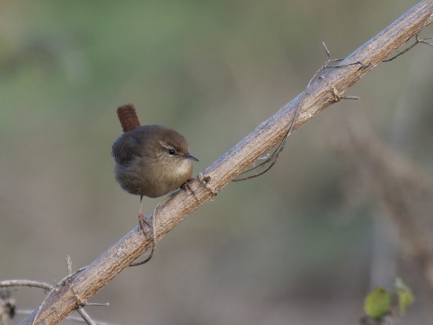 Wren (Troglodytes troglodytes)