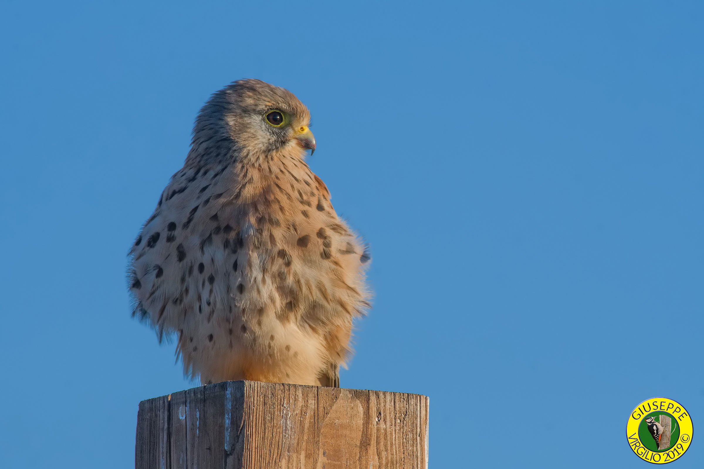 Gheppio (Centro Sardegna 2019)