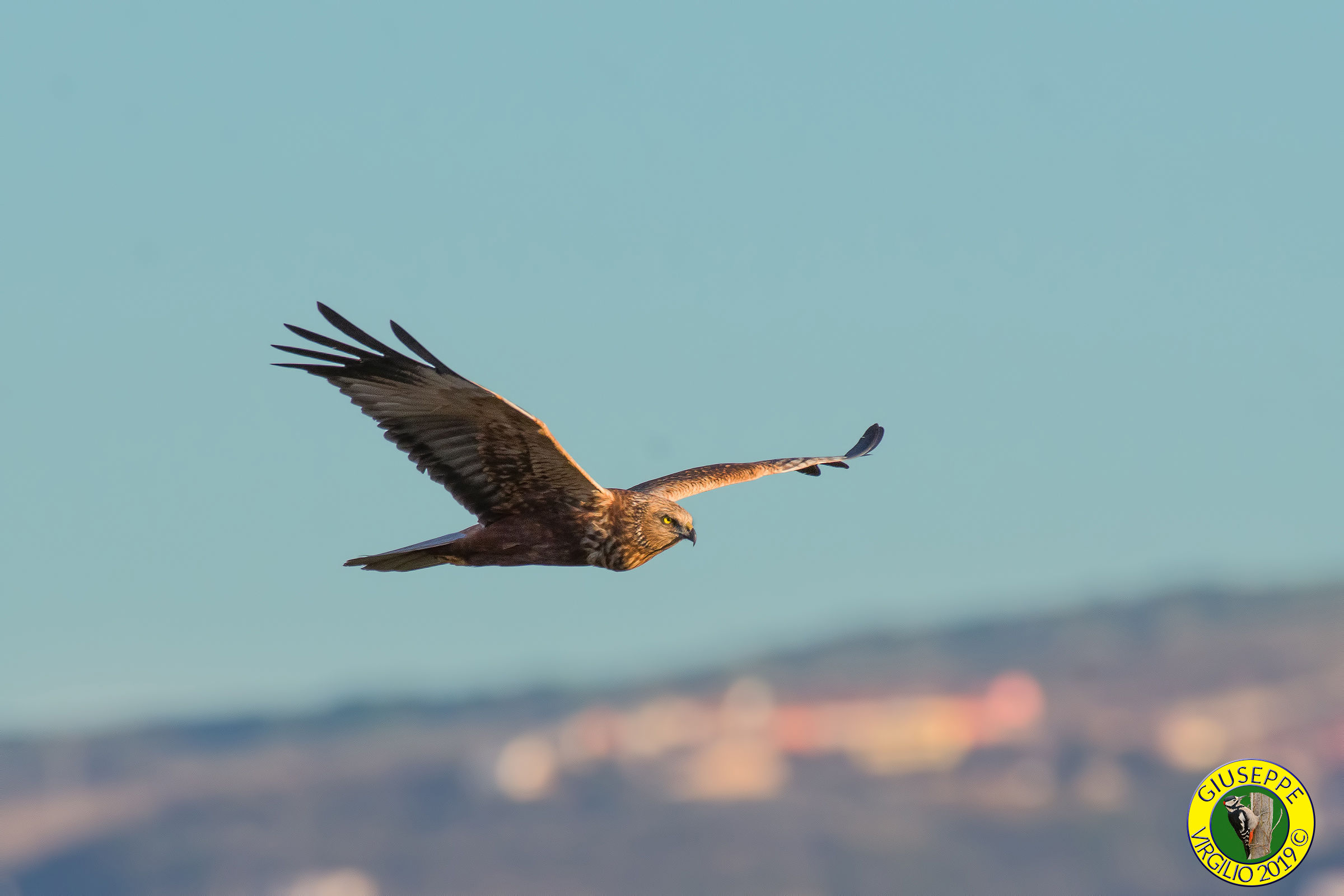 Falco di Palude maschio (Centro Sardegna 2019)