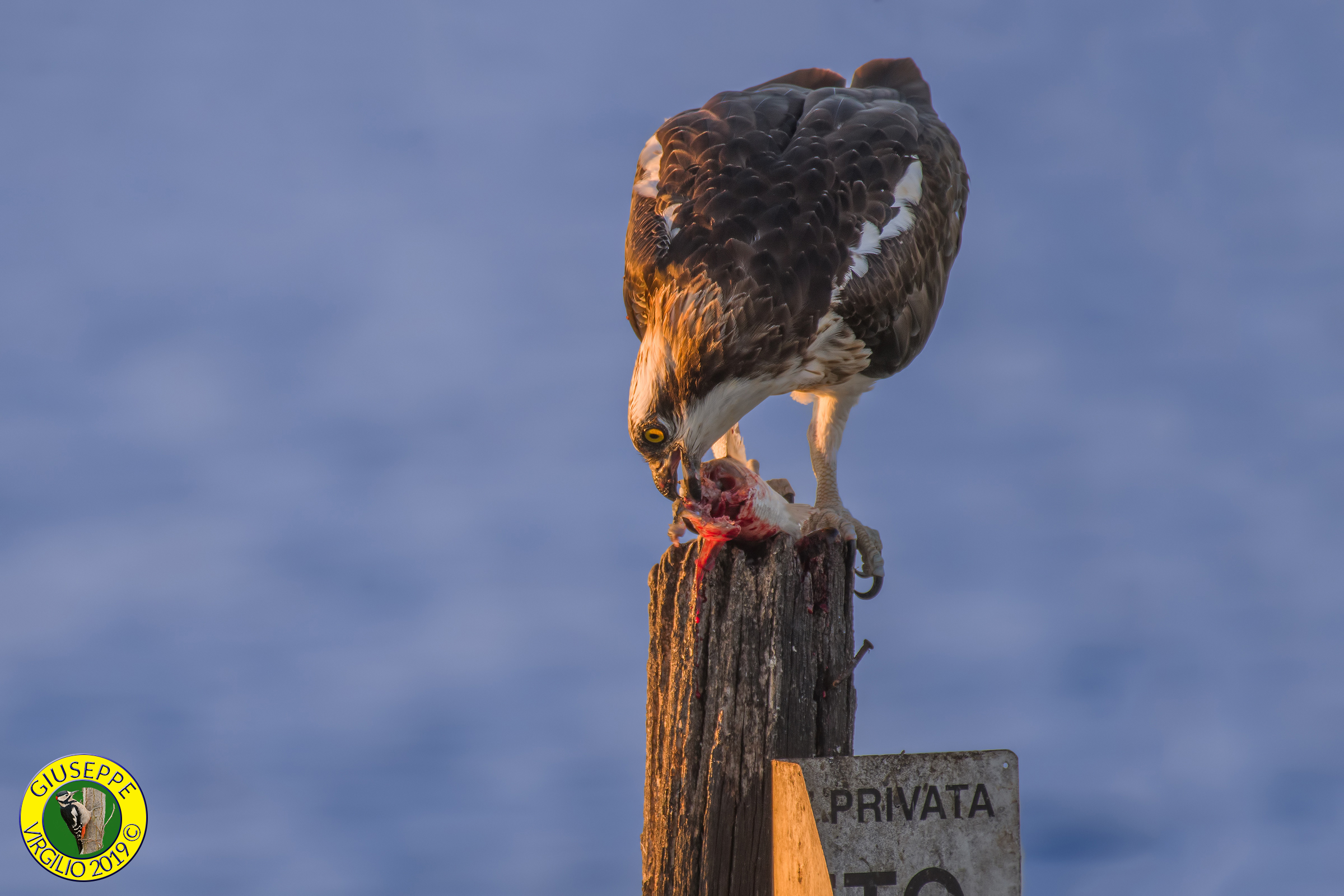 Falco Pescatore (Centro Sardegna 2019)