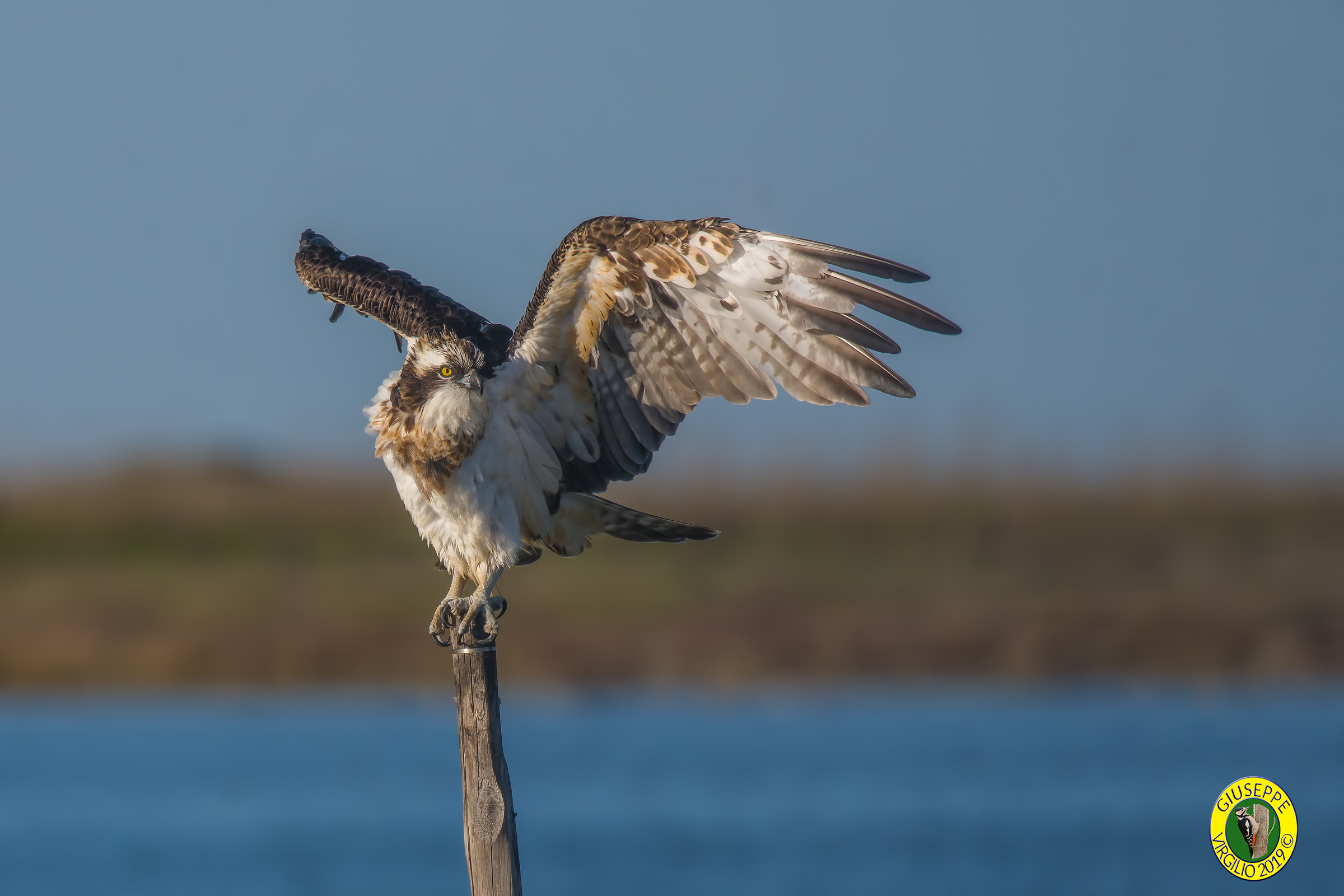 Osprey (North Sardinia 2019)