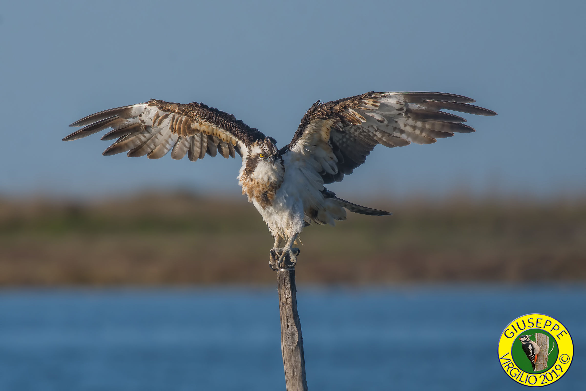 Osprey (North Sardinia 2019)