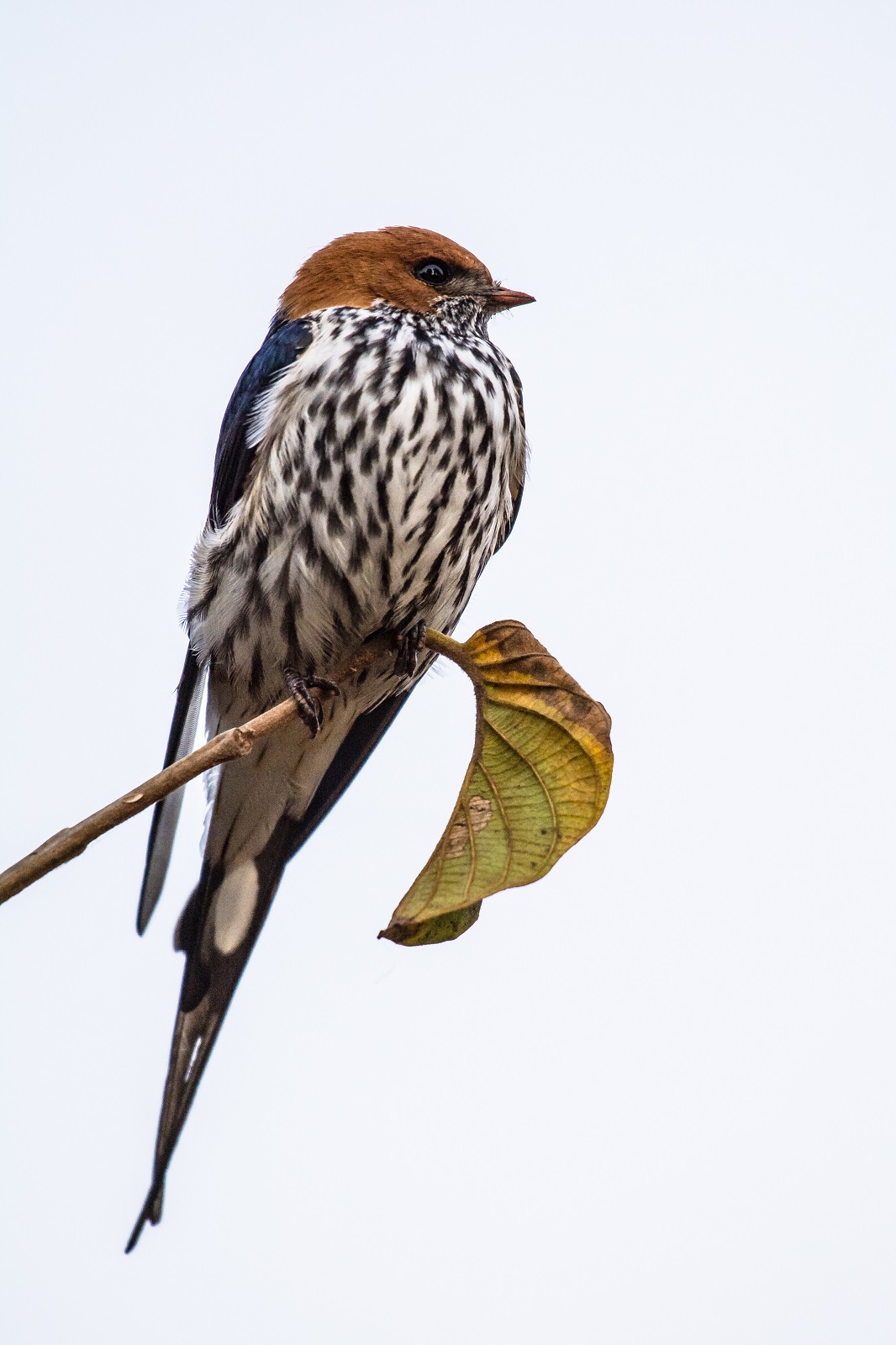 Swallow from stripes