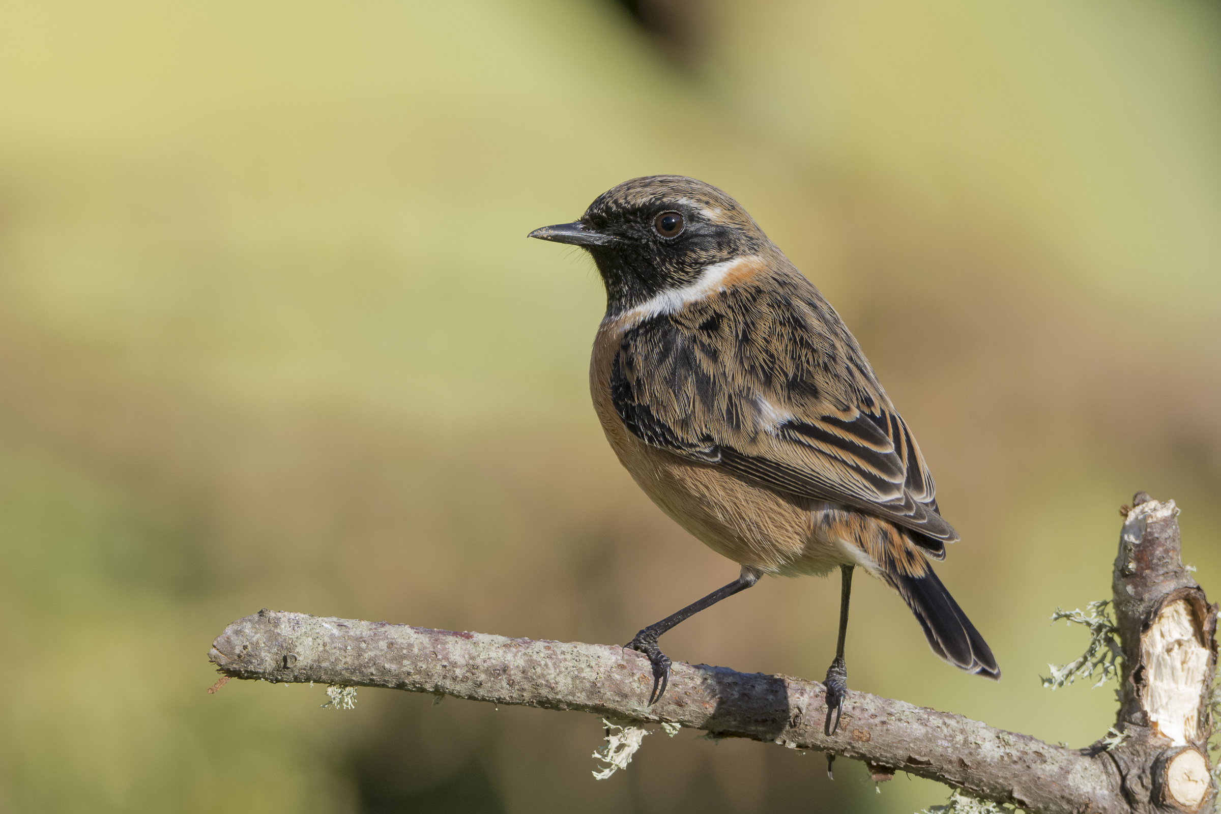 Male Stonechat