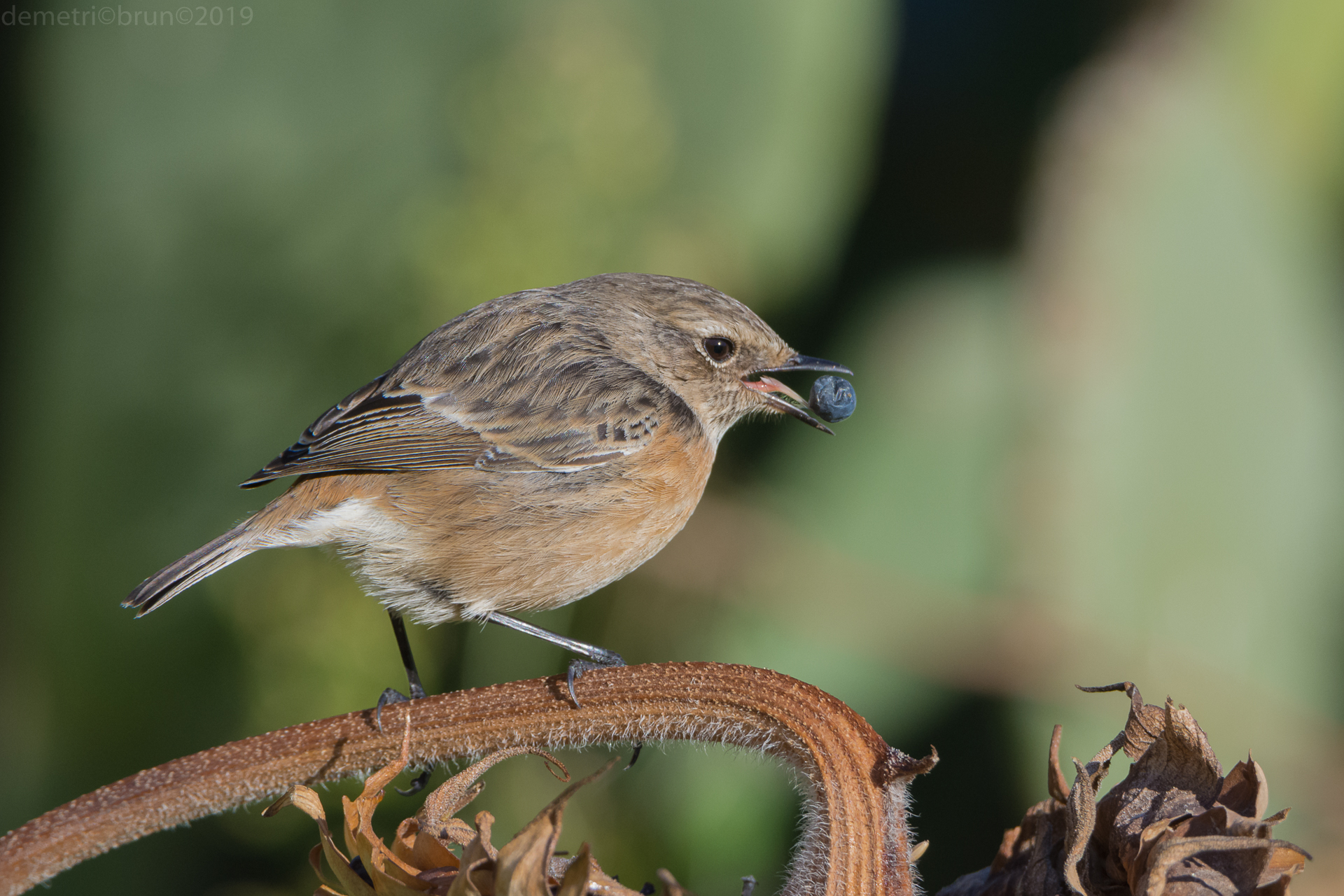 Female Stonechat
