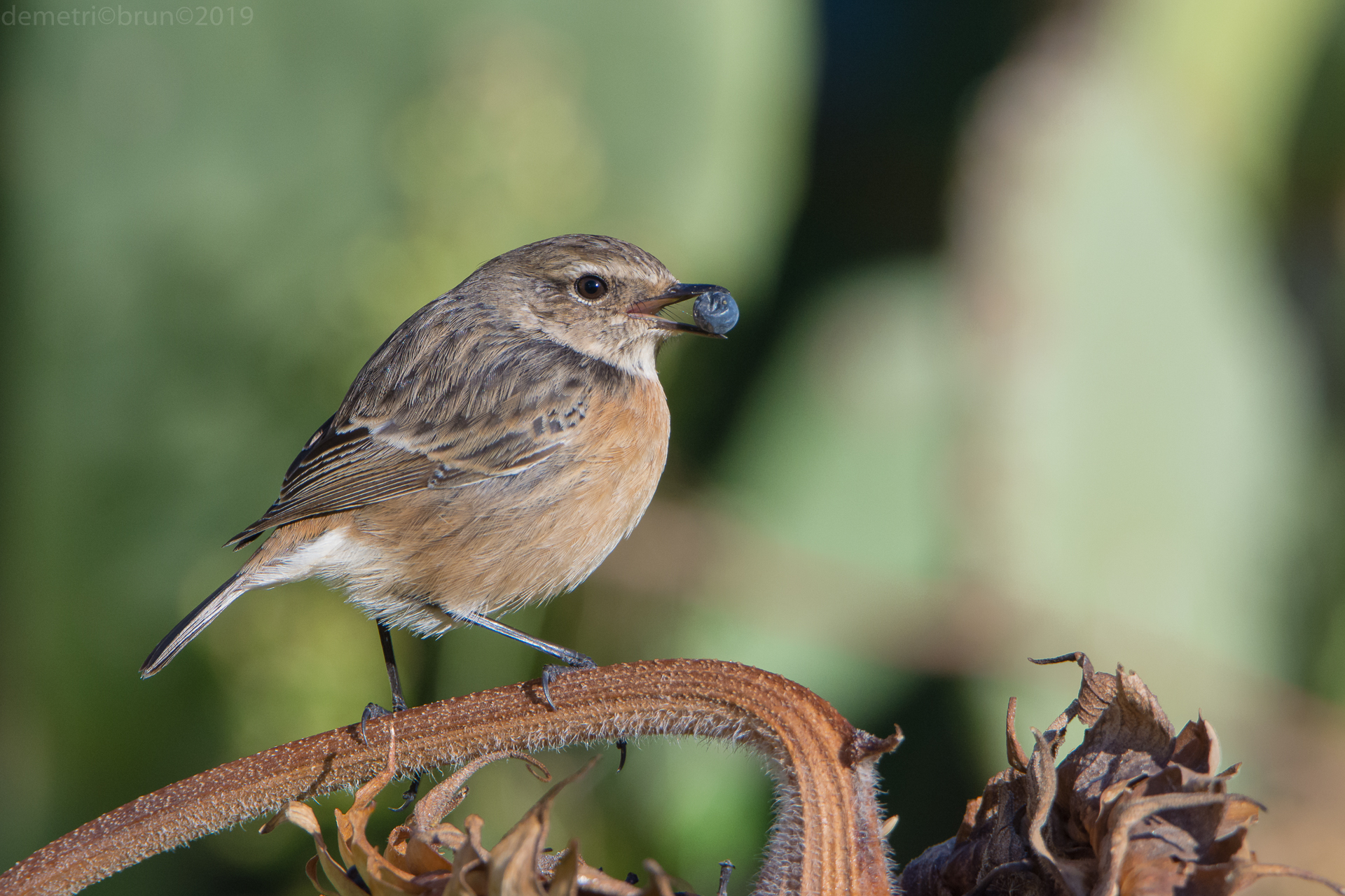 Female Stonechat
