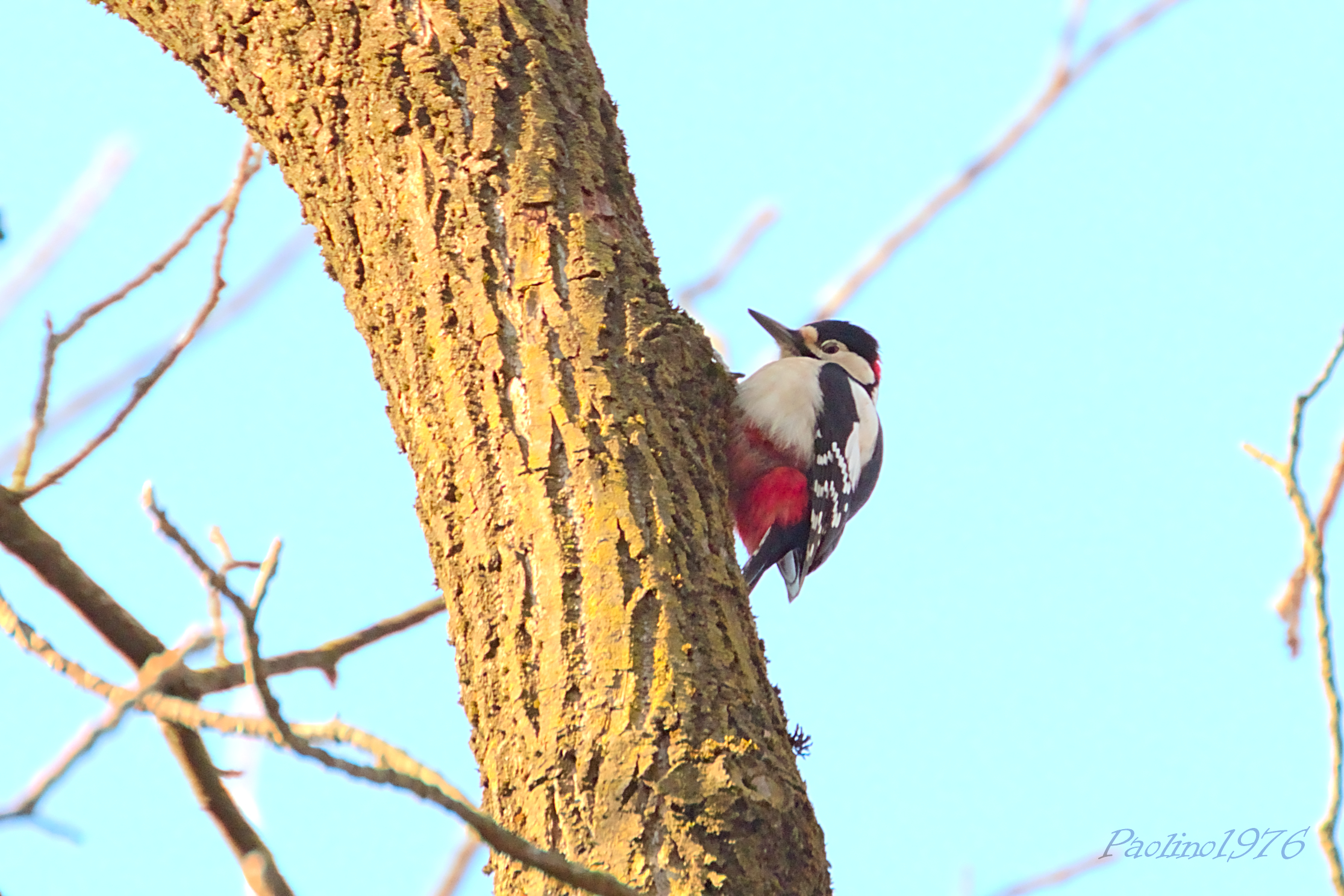 Picchio Rosso Maggiore