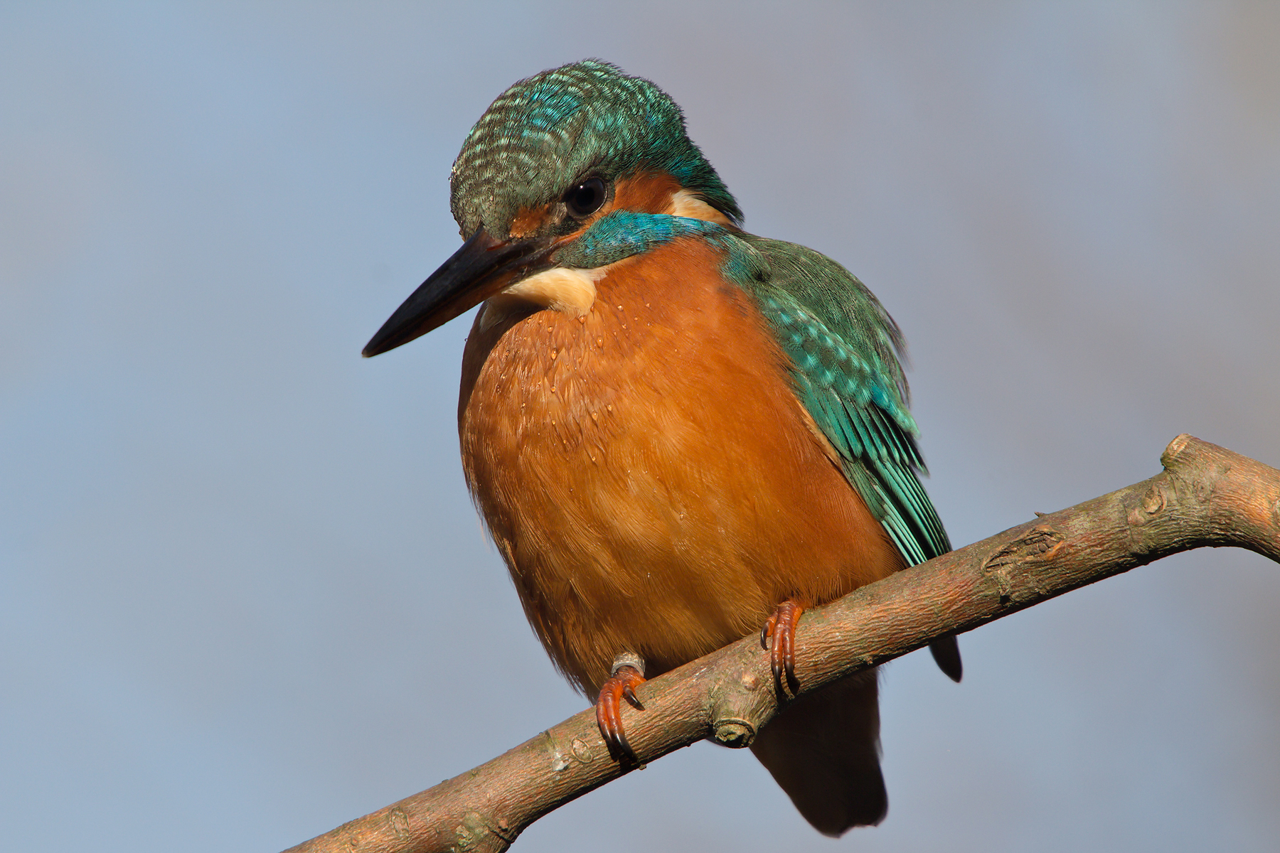 Kingfisher (Alcedo atthis)