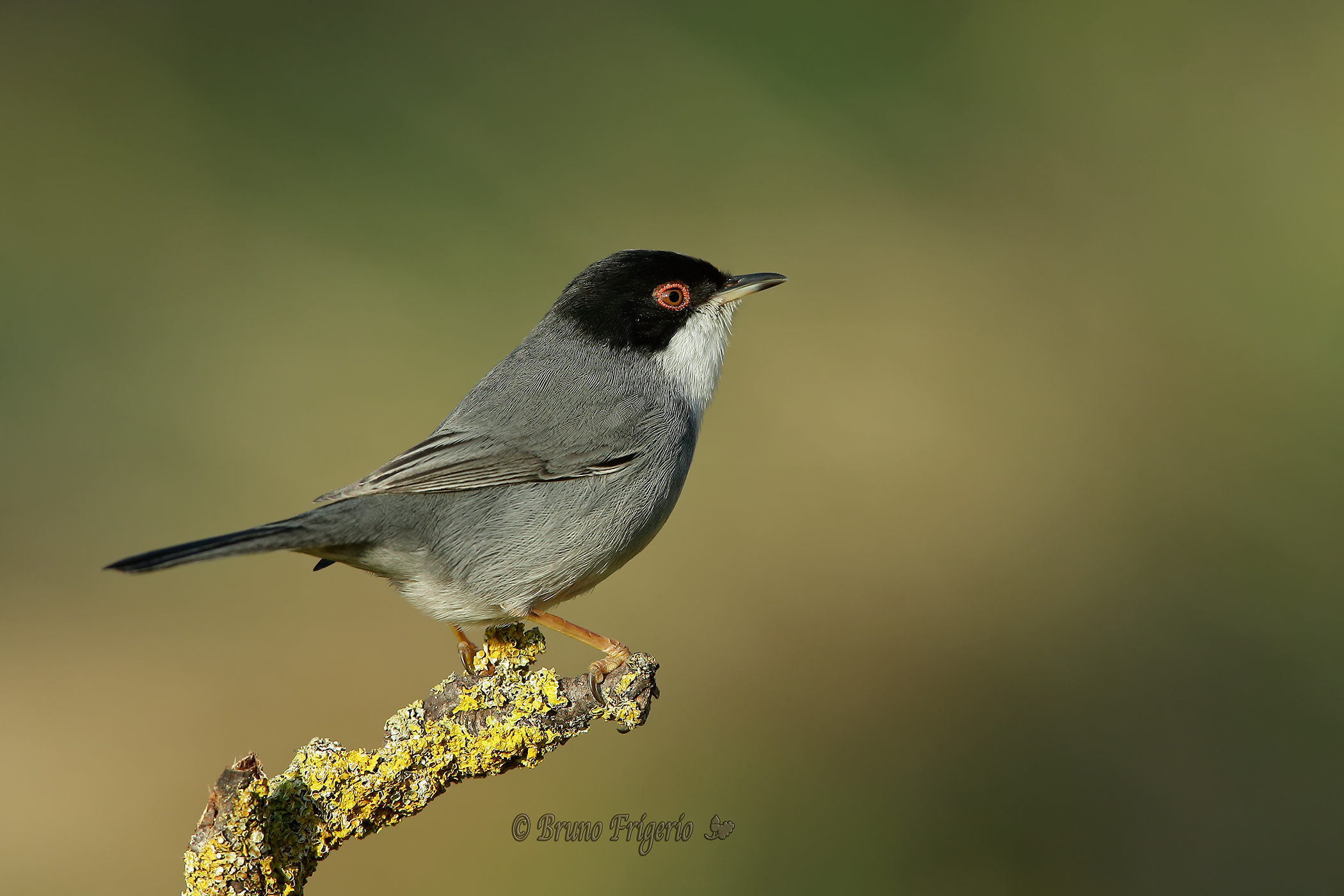 Sardinian Warbler
