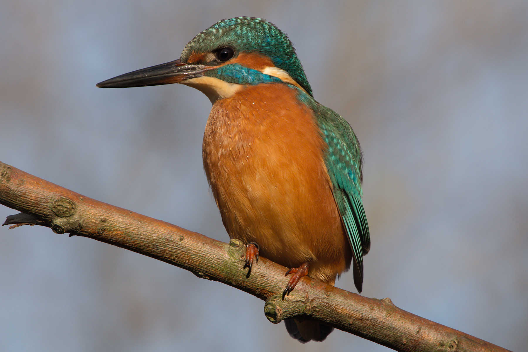Kingfisher (Alcedo atthis)