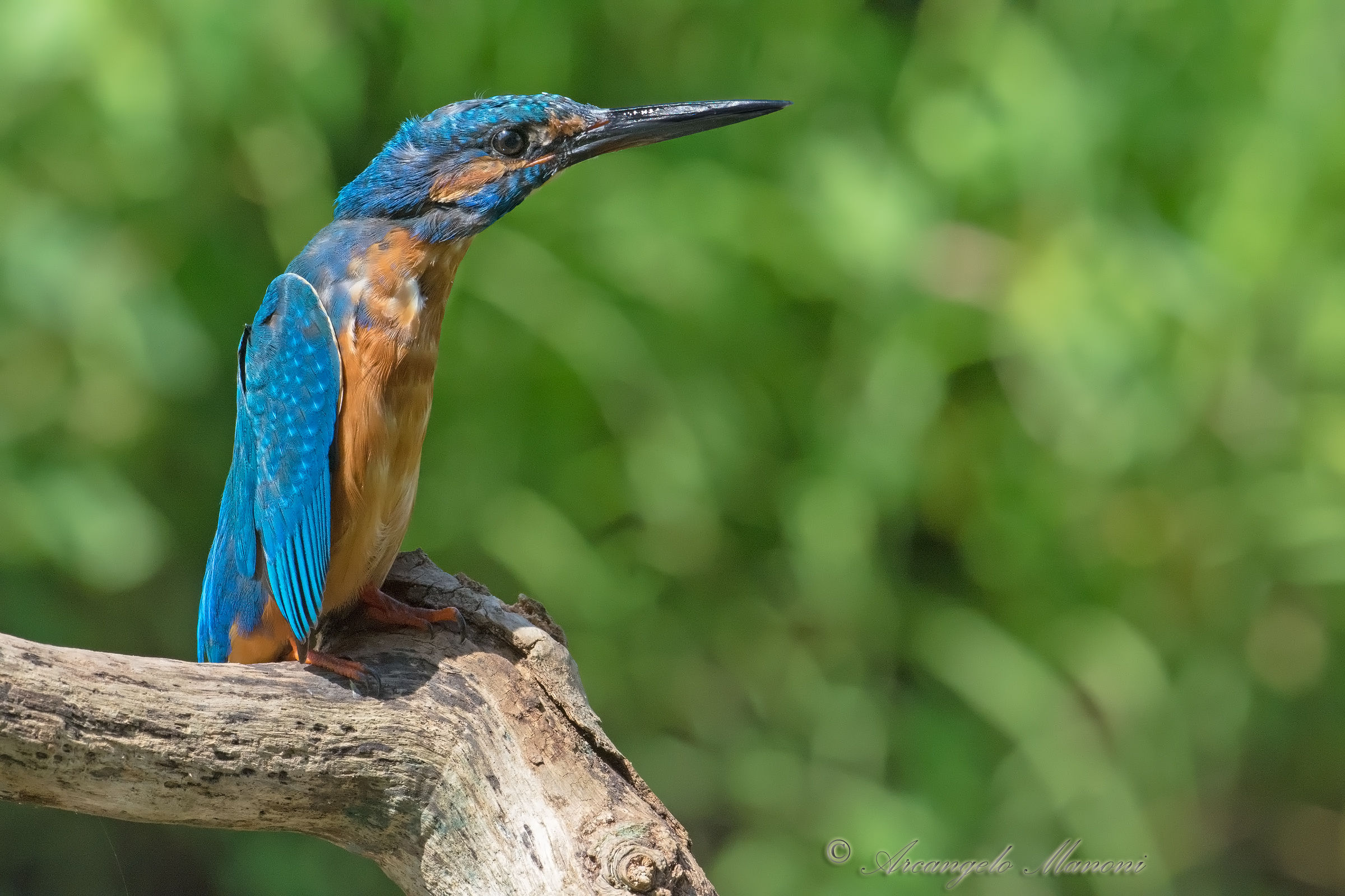 Un martino che fa il pinguino