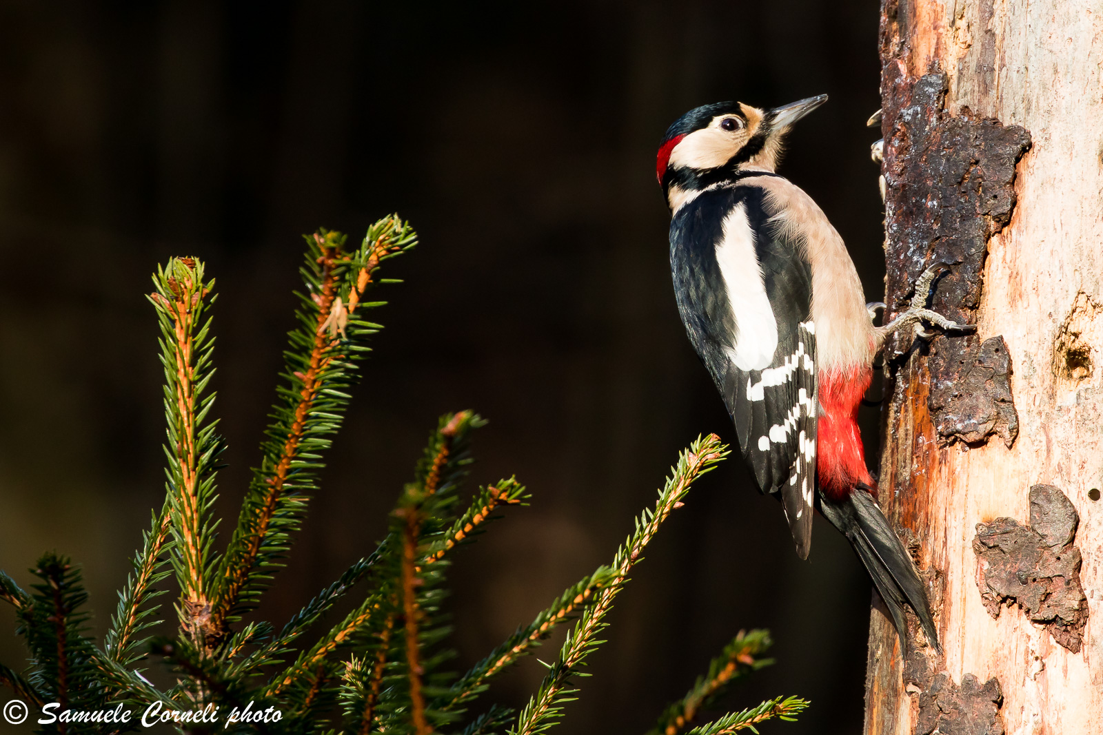 The Red woodpeckers