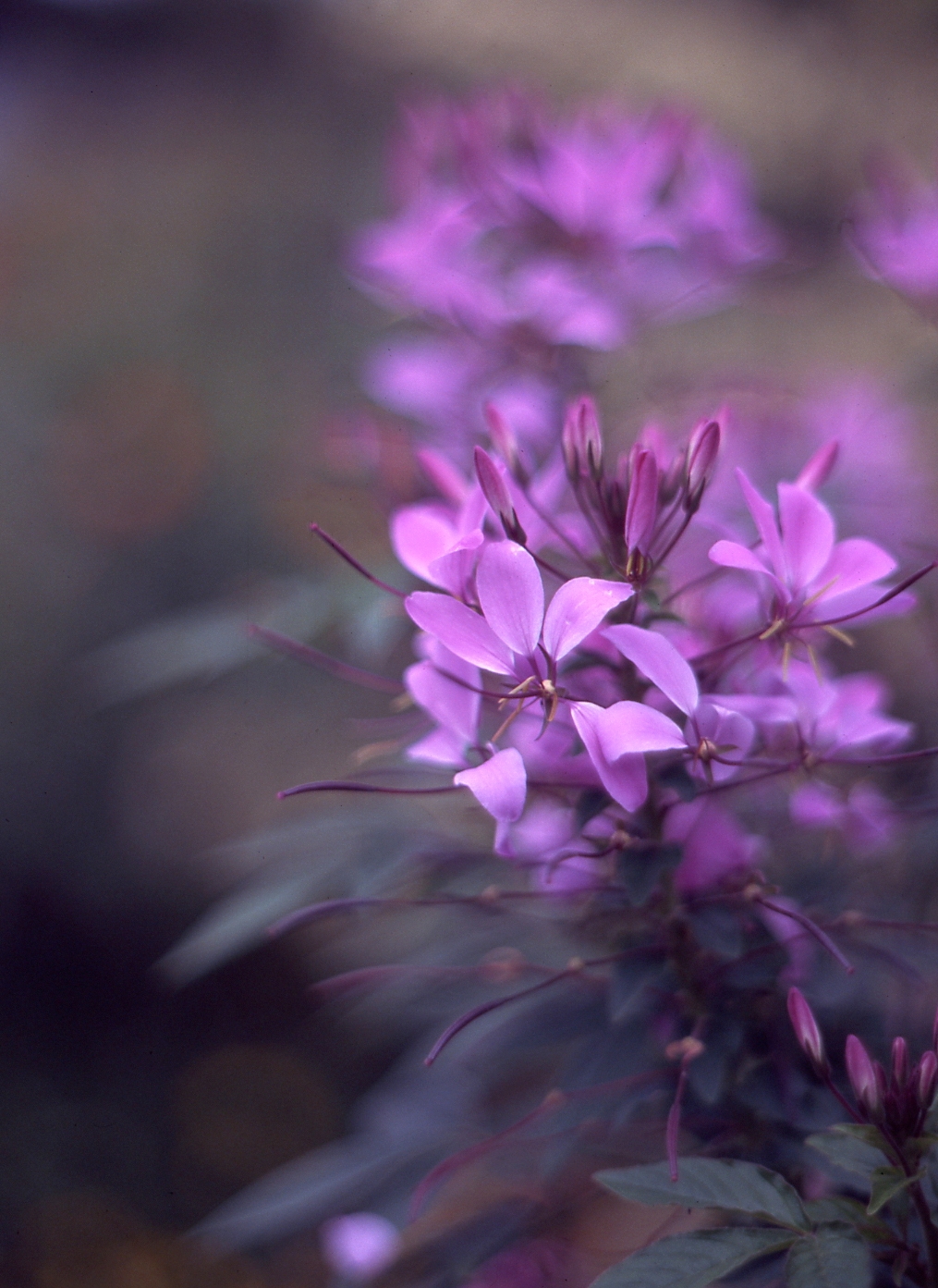 Untitled scanning from Velvia film 100. Without further