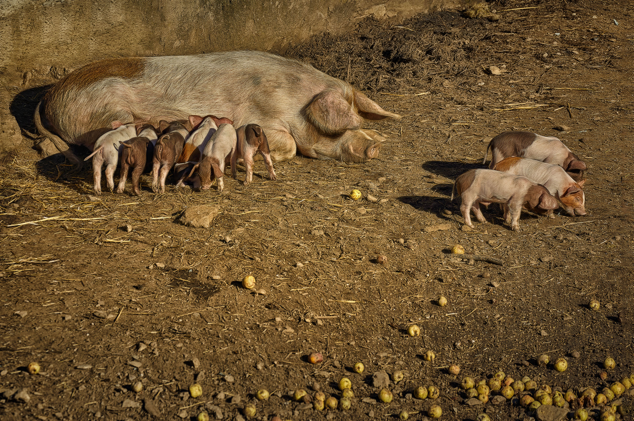 I tre porcellini (sardi)