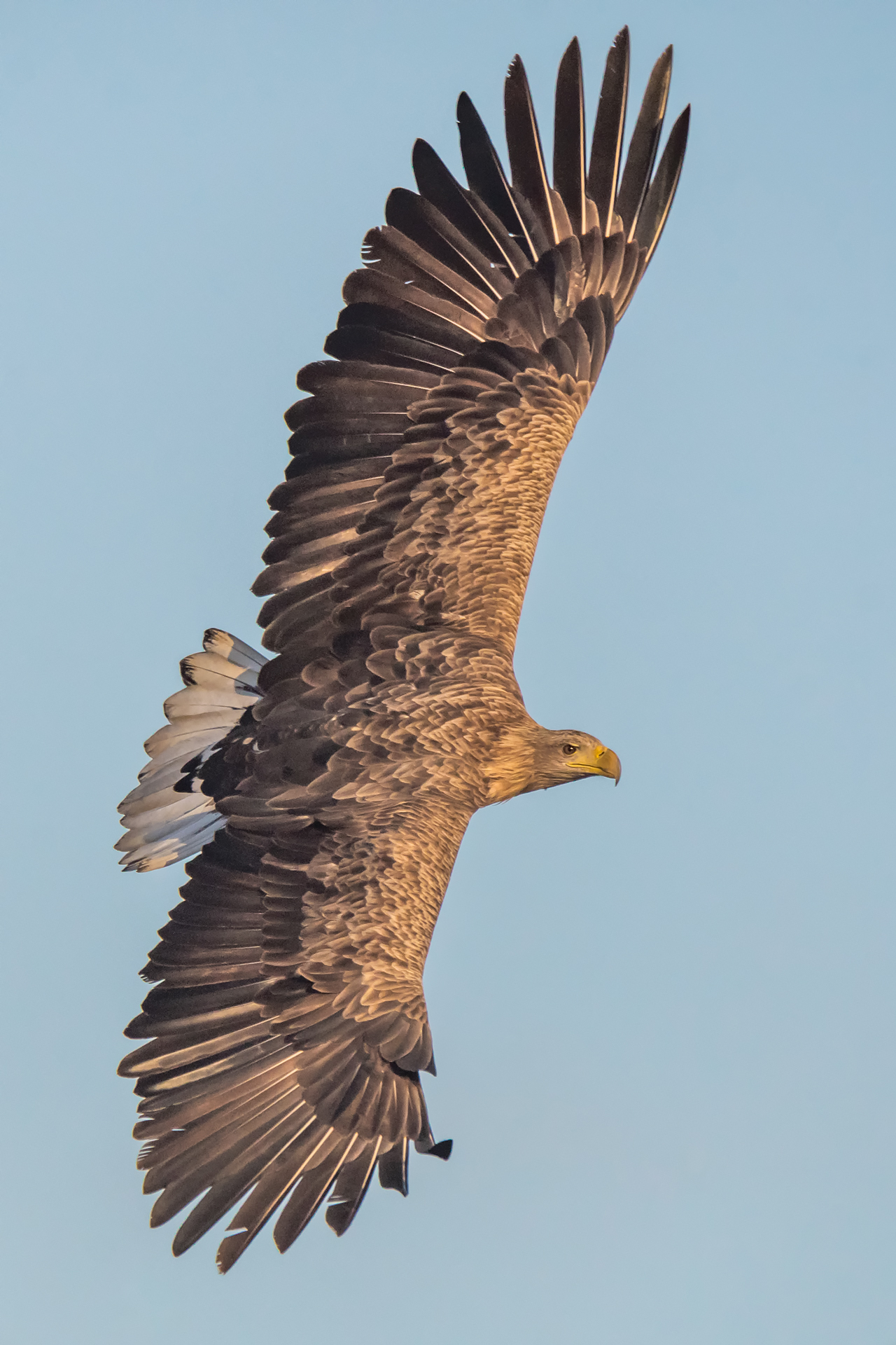 Sea Eagle White Tail (adult) in tack