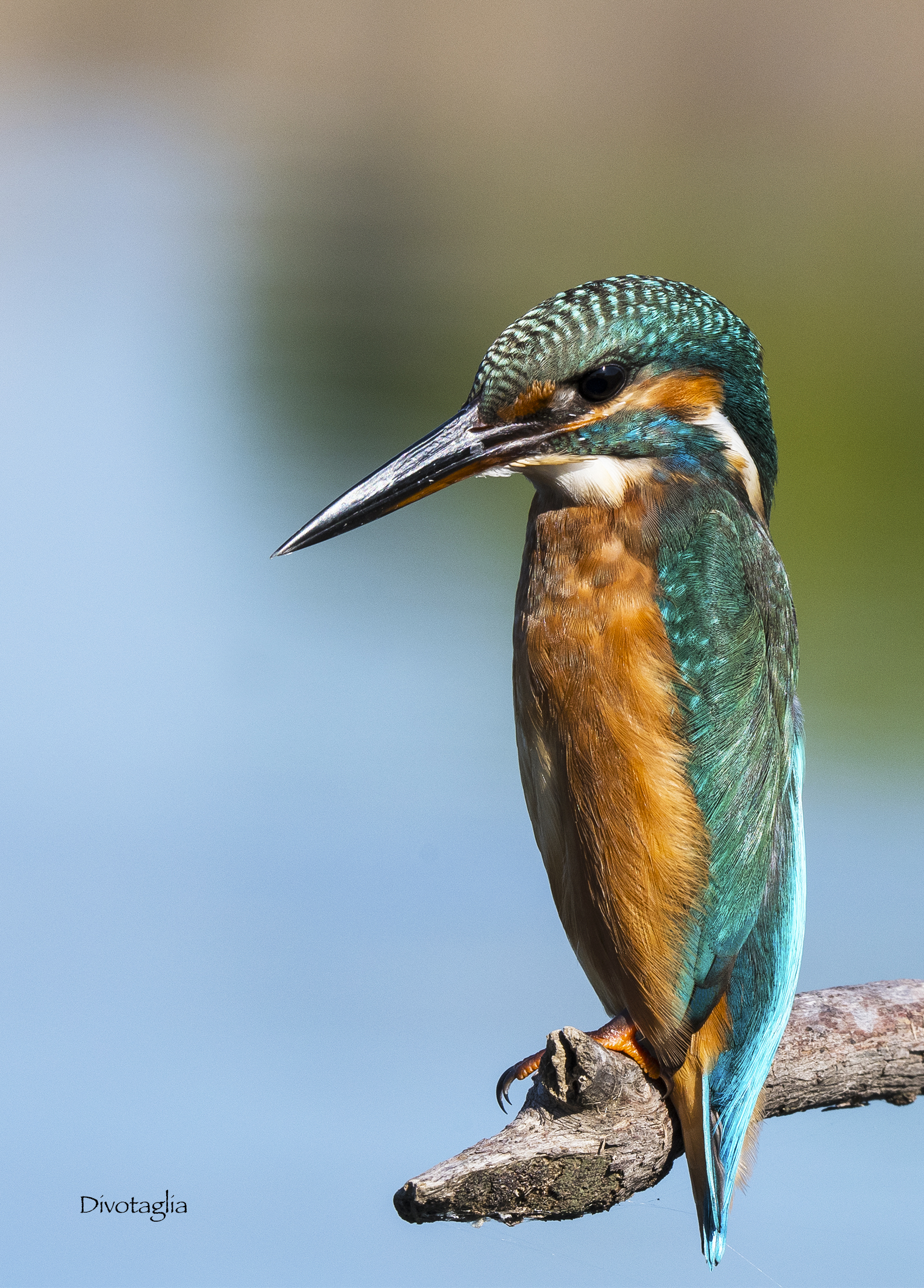 Kingfisher