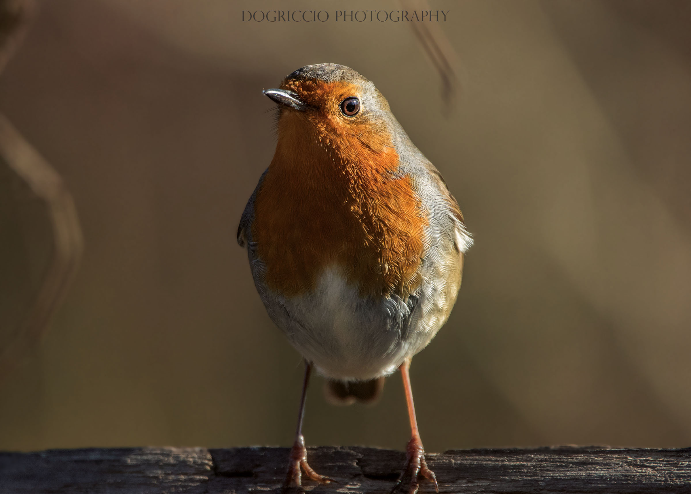 European Robin