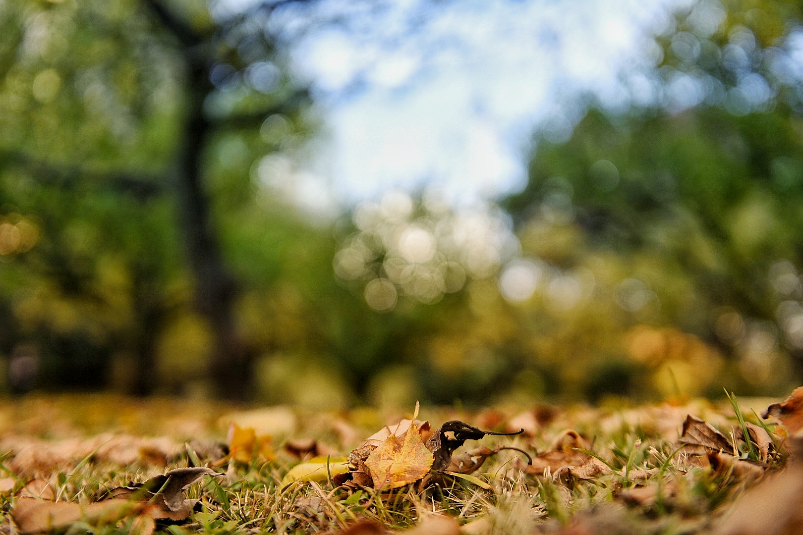 In the Woods of Japan