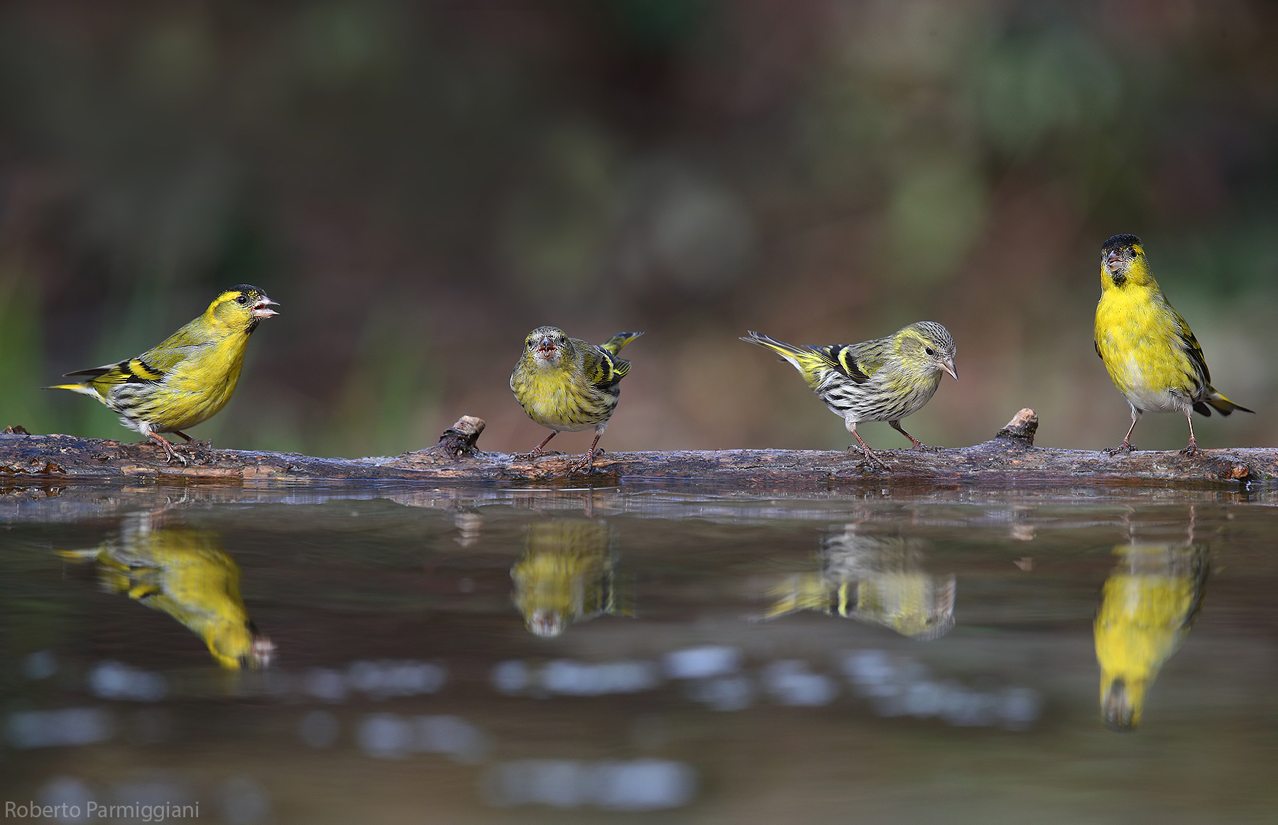 Lo specchio di narciso
