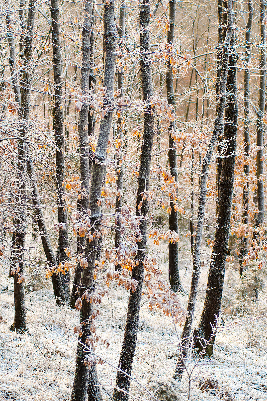 It comes January silent and light...