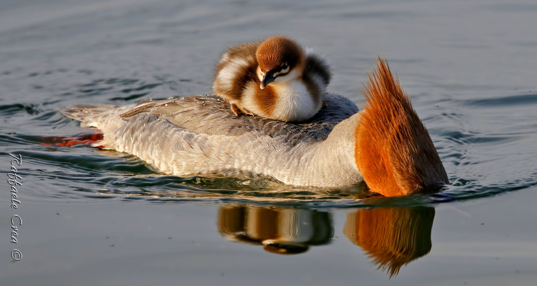 Smergo Maggiore Femmina con Pullo