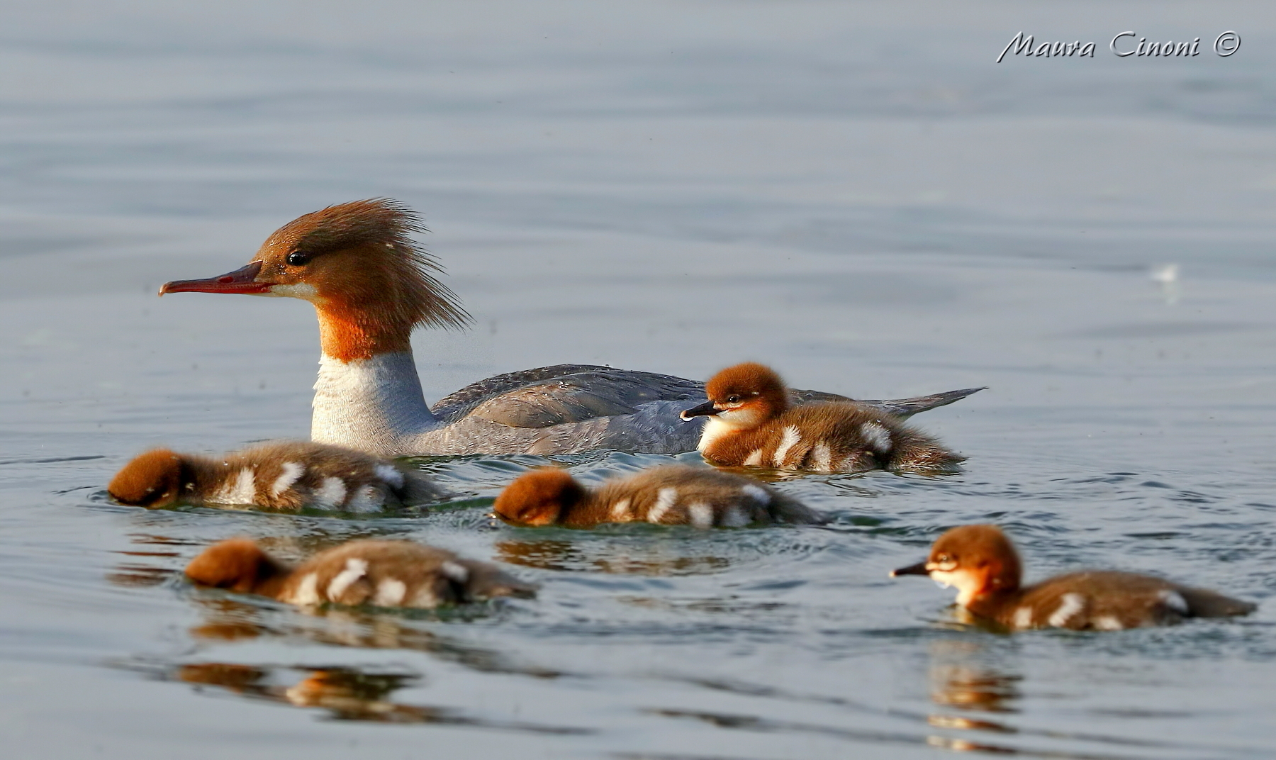 Smergo Maggiore.Pulli che imitano la madre in caccia