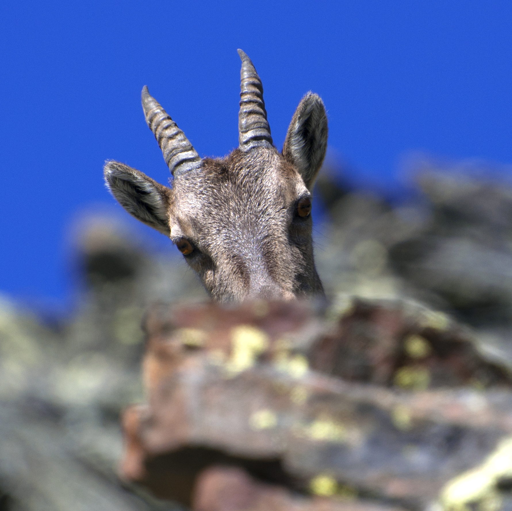 Ibex-Portrait