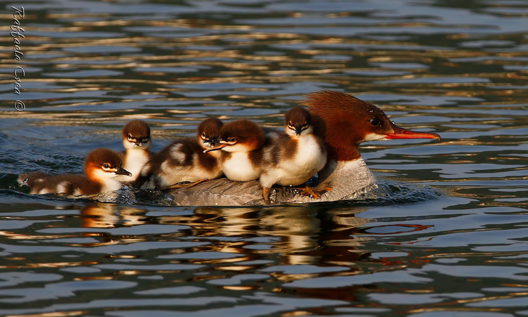 Smergo Maggiore al tramonto.Non c'è posto!