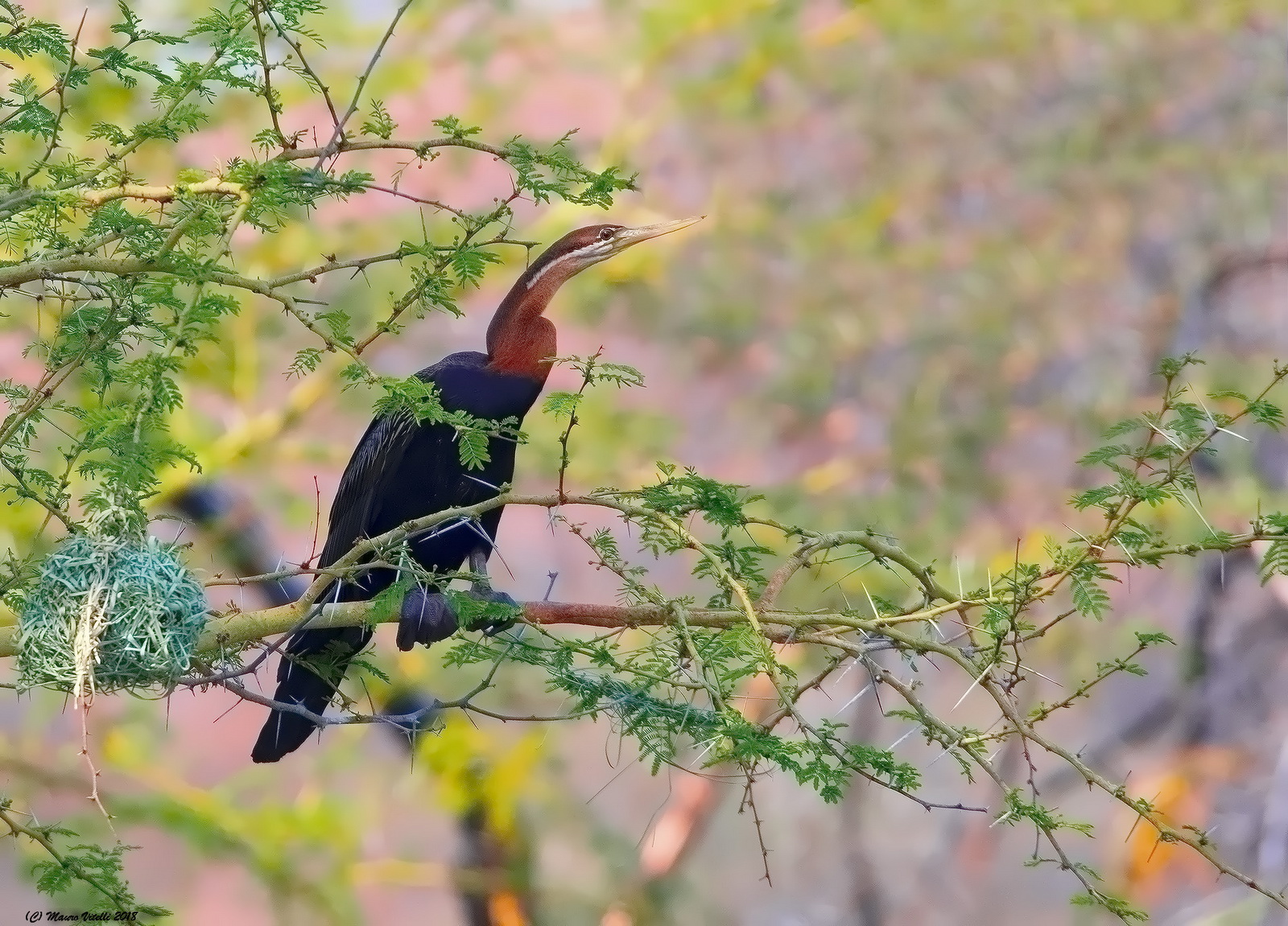 African Darter (Anhinga rufa) Sudafrica